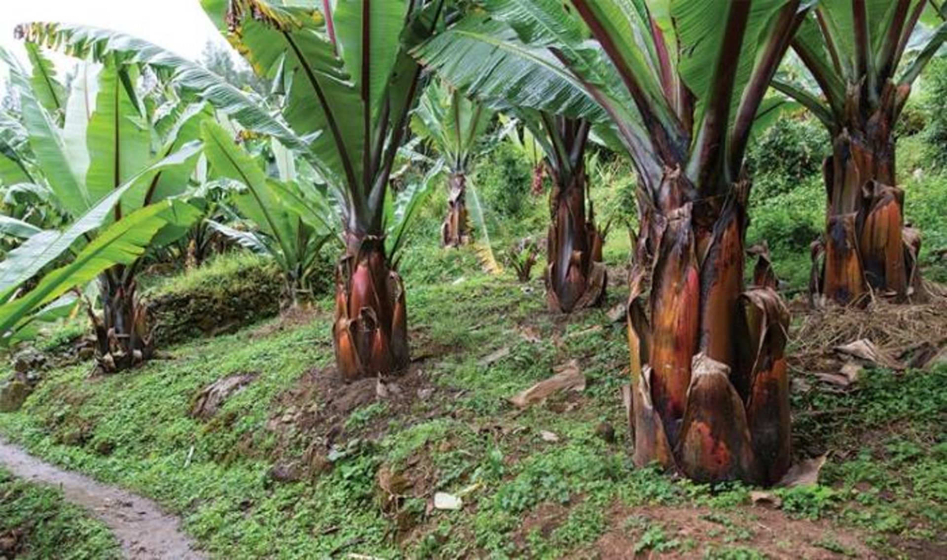 موز اتیوپی / enset