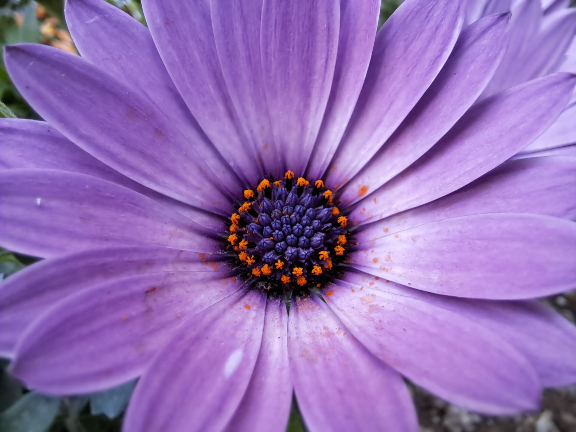 عکس ماکرو گلکسی ای ۳۳