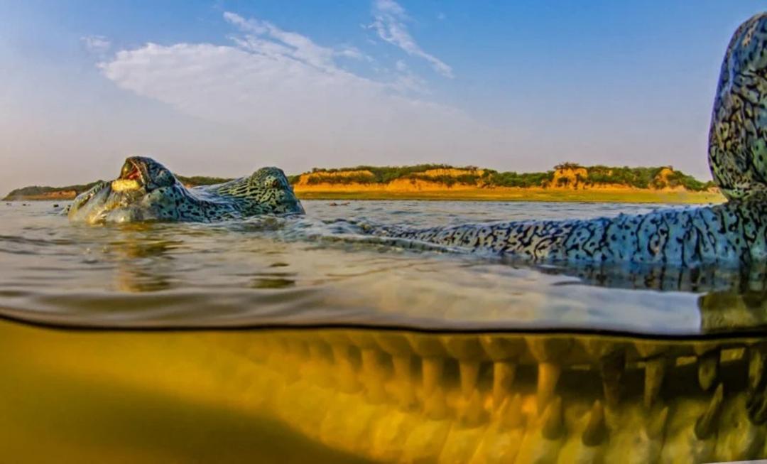 تمساح پوزه‌باریک گنگی یا گریال