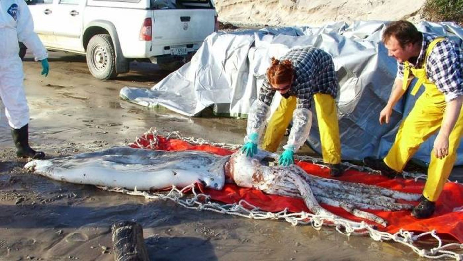 ماهی مرکب بزرگ در استرالیا / squid