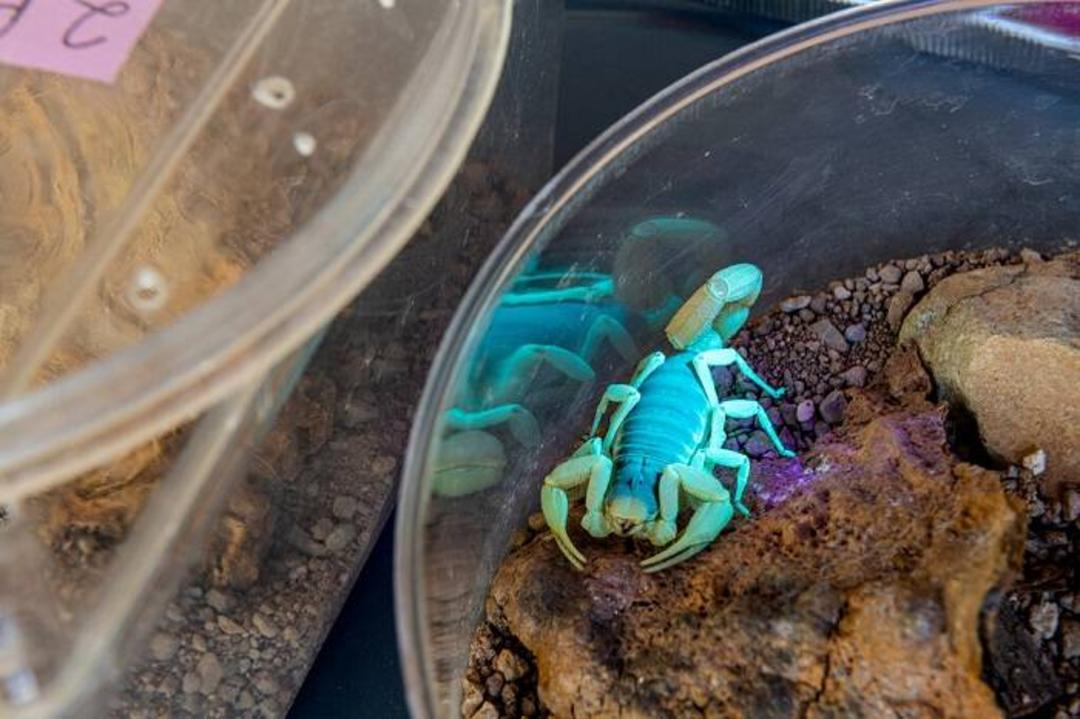 عقرب مودار / giant hairy scorpion
