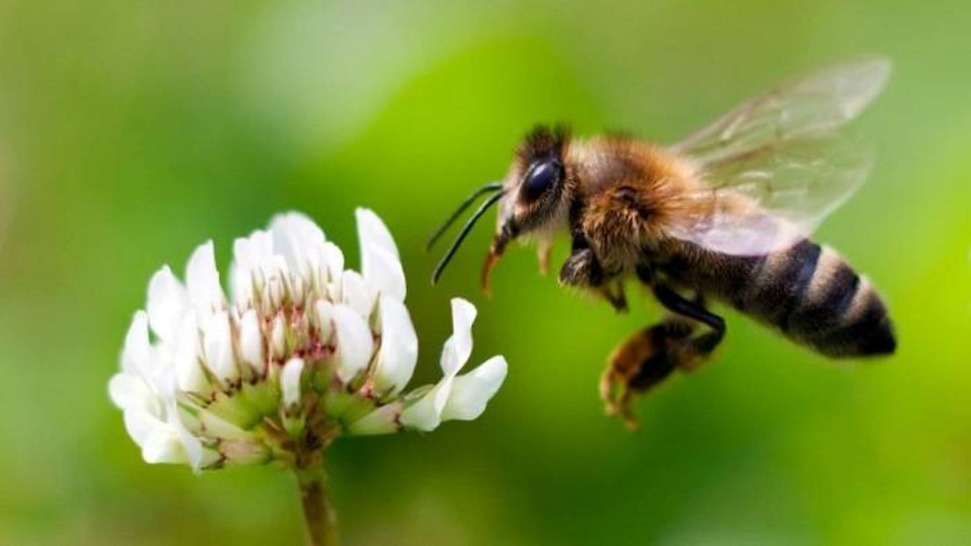 زنبور عسل/ honey bee 