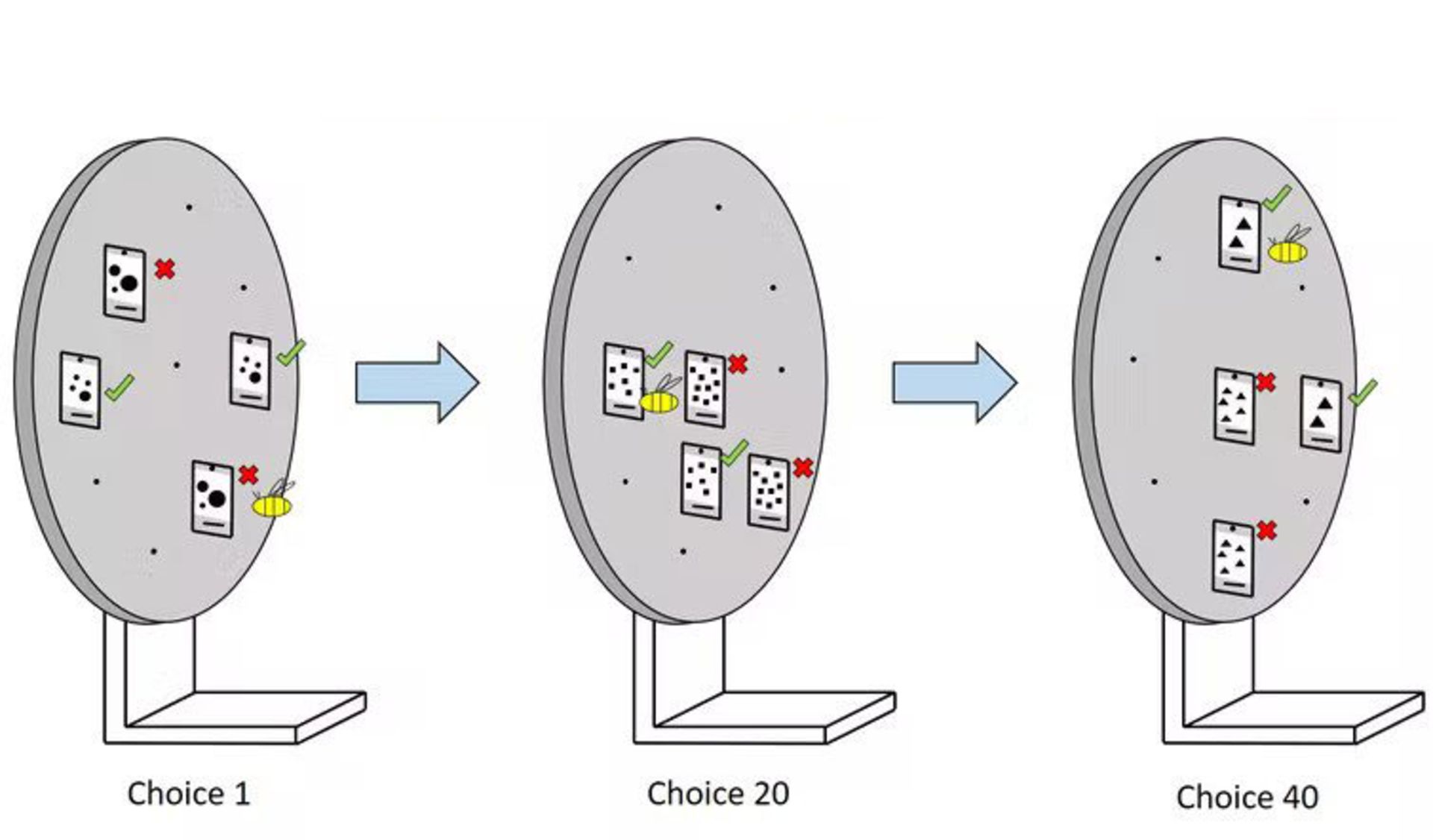 آزمایش زنبورهای عسل