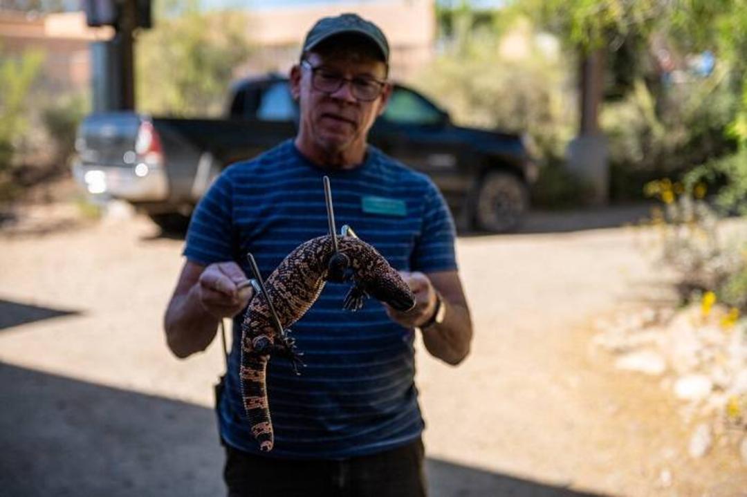 هیولای هیلا / Gila monster