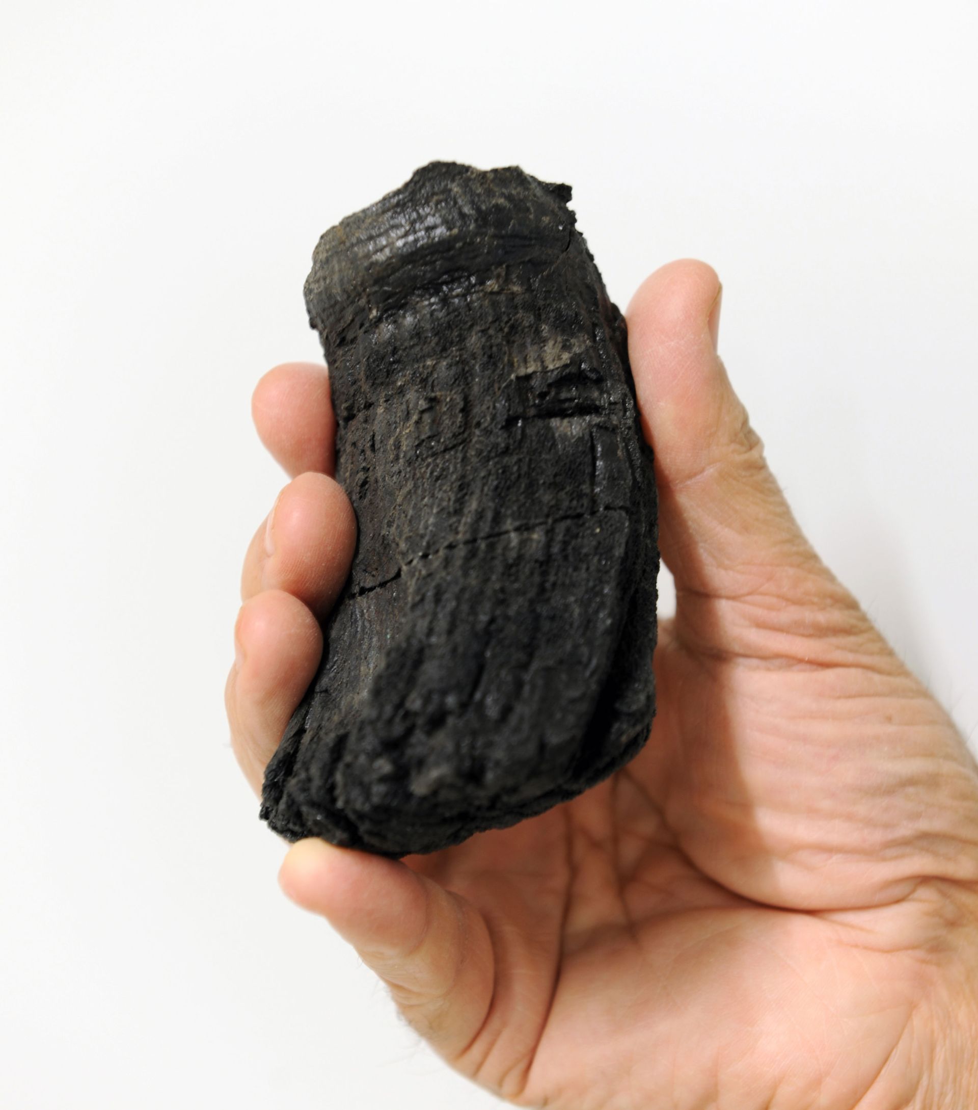 دندان ایکتیوسور