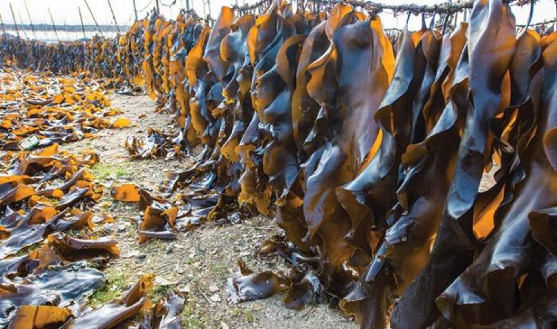 کتانجک / kelp