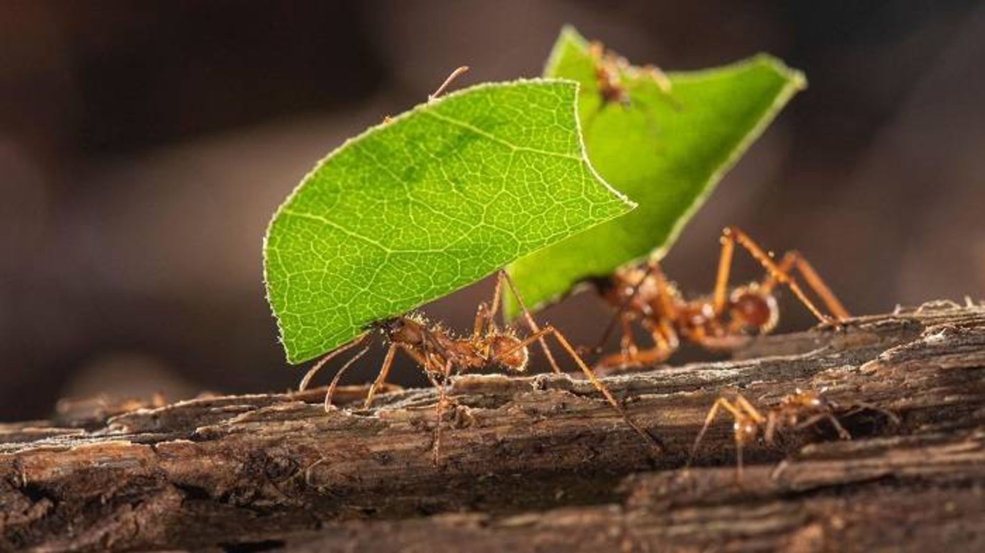 مورچه های برگ بر / Leafcutter ants 