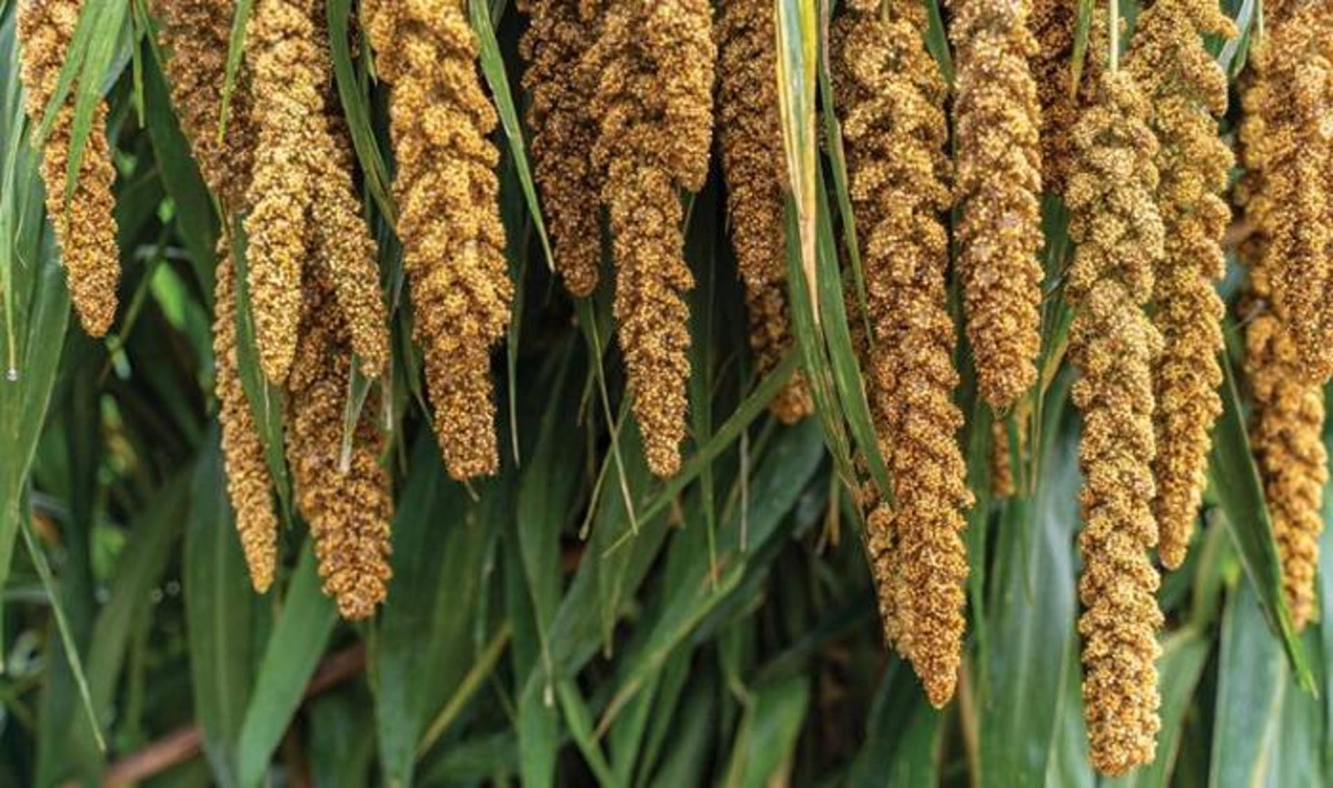 ارزن / millet
