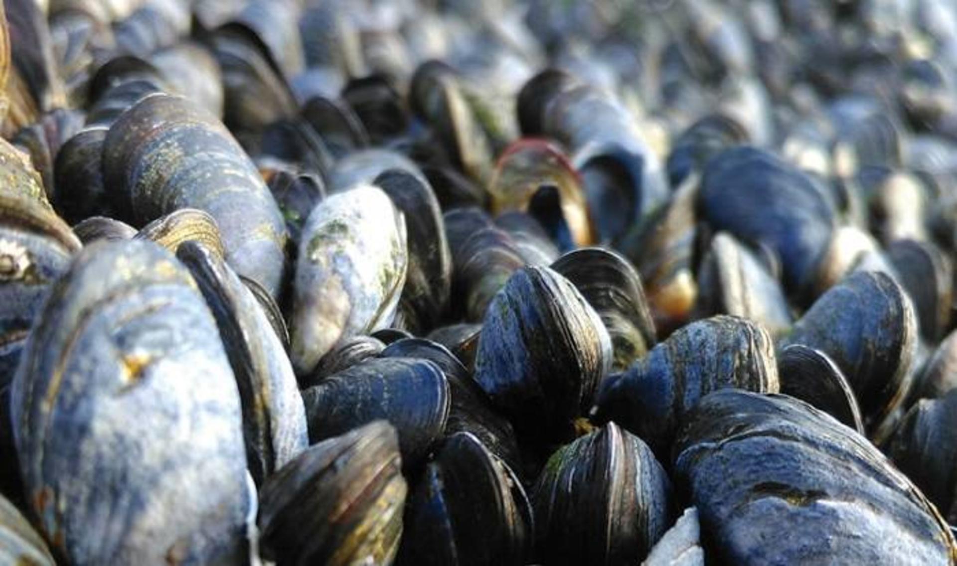 صدف سیاه / Mussels