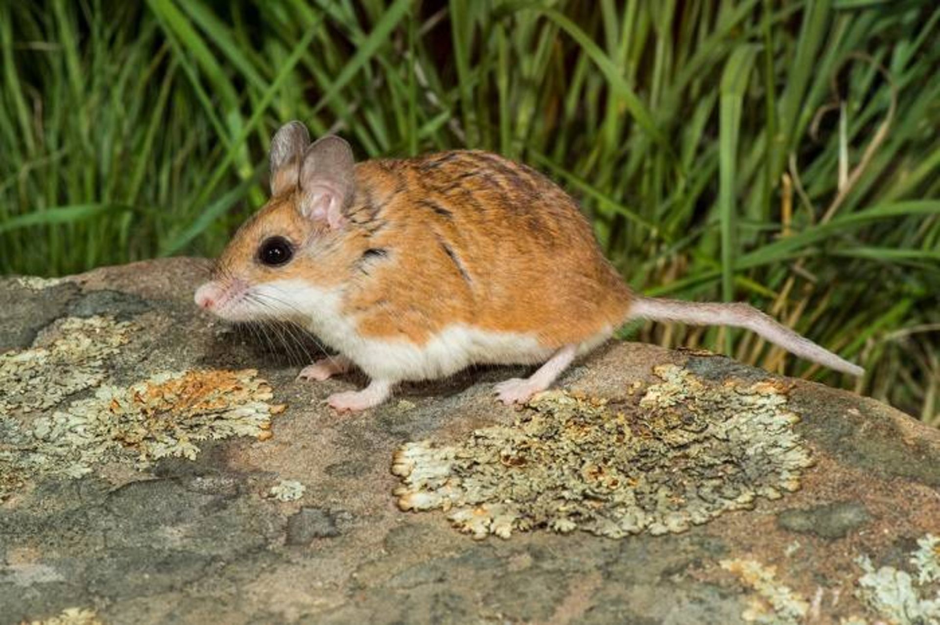 موش ملخ‌ خوار شمالی / Northern grasshopper mouse 