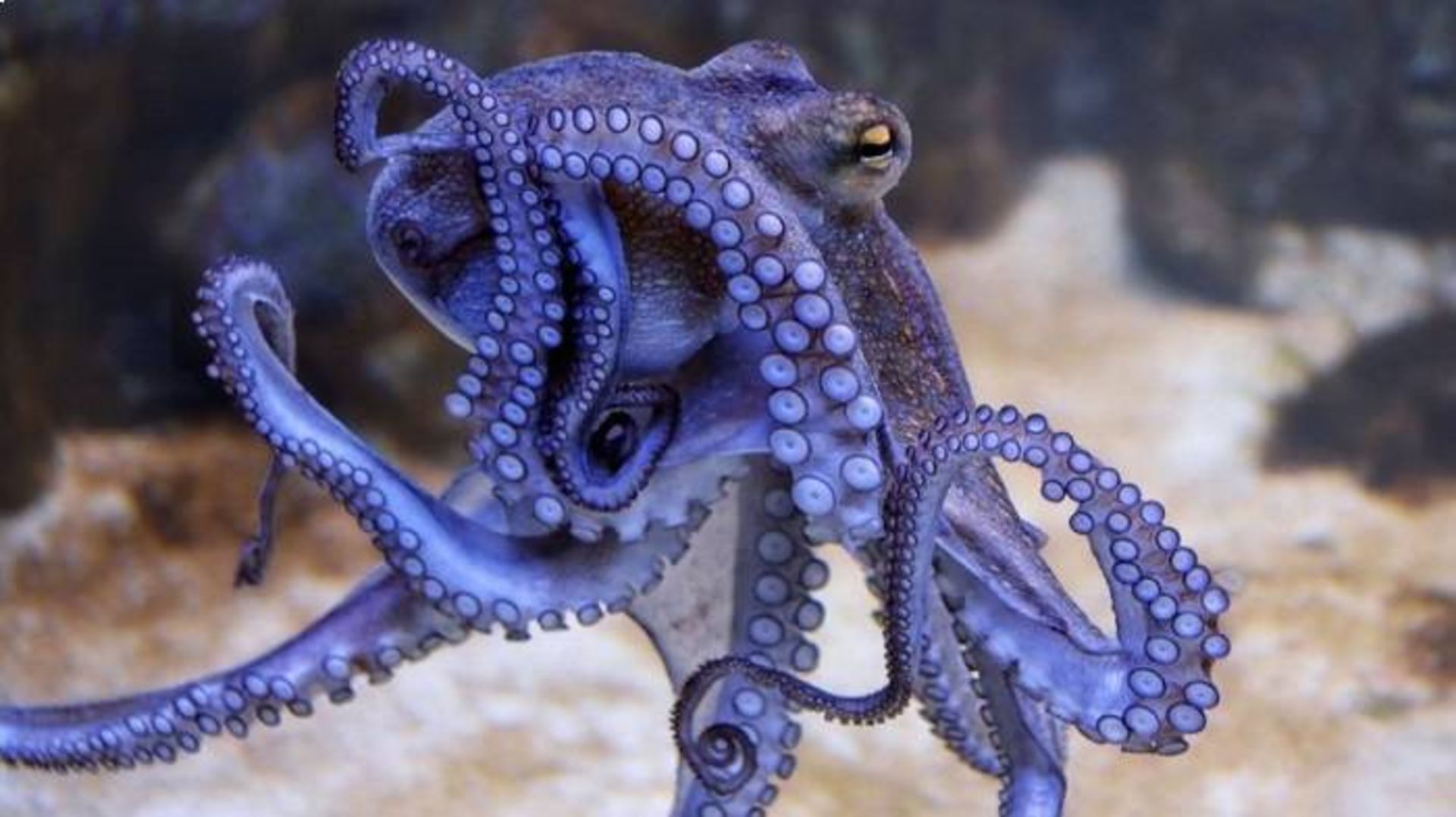 توانایی تغییر رنگ اختاپوس ها / octopus