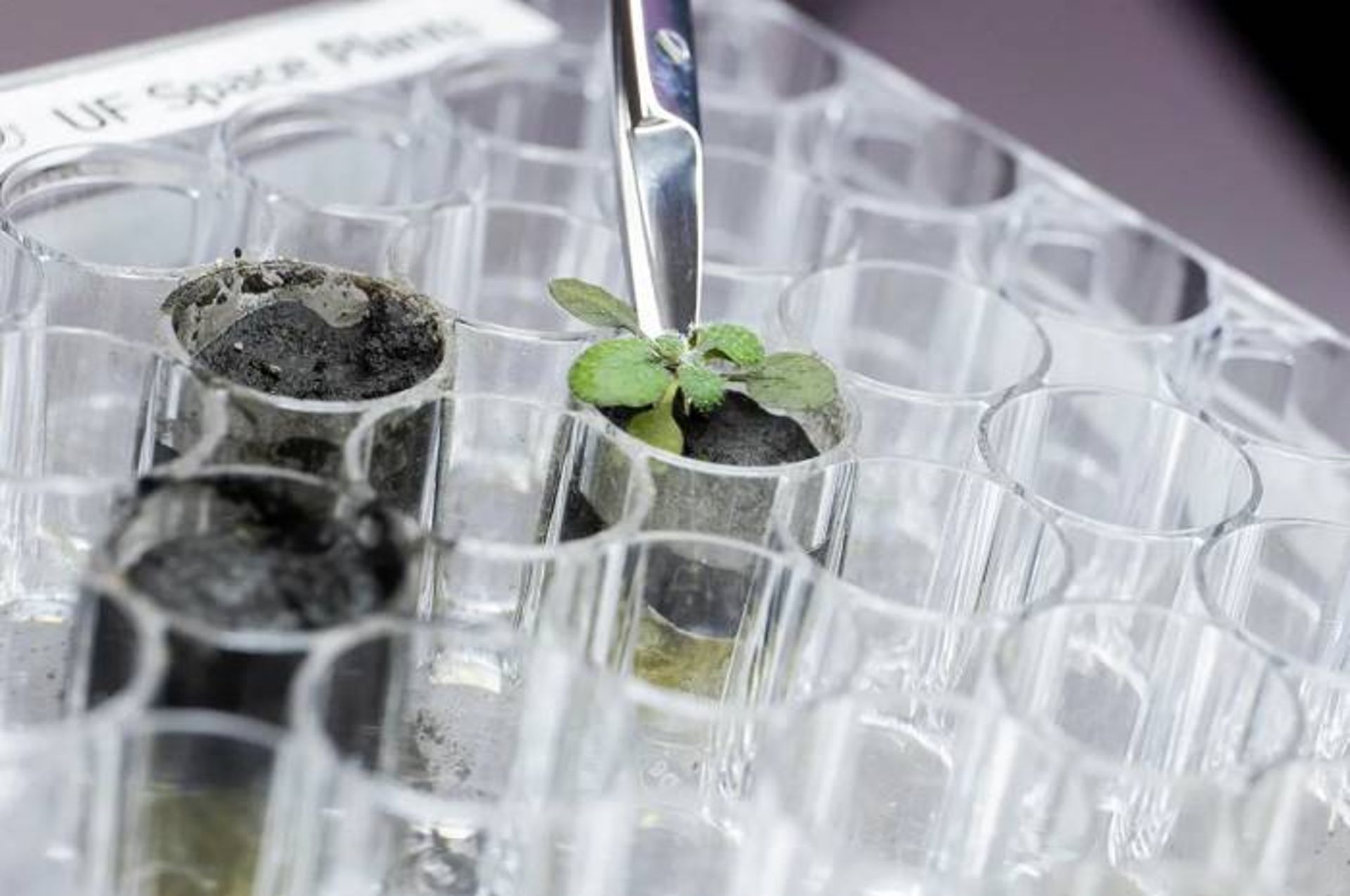 کشت گیاه رشادی گوش موشی در خاک ماه / thale cress