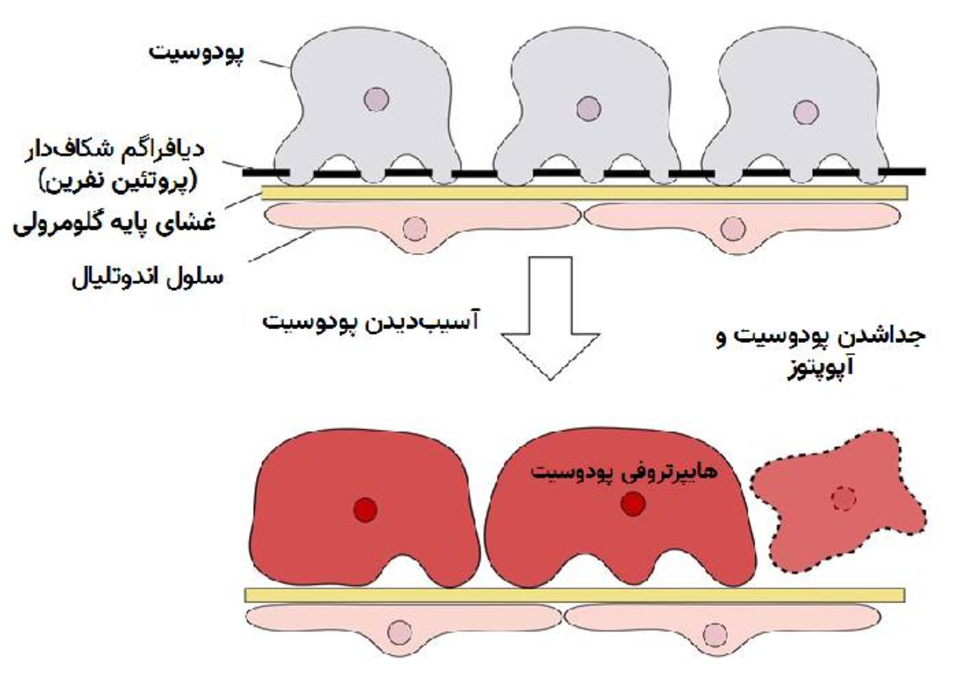 پودوسیت‌ / podocyte cells 