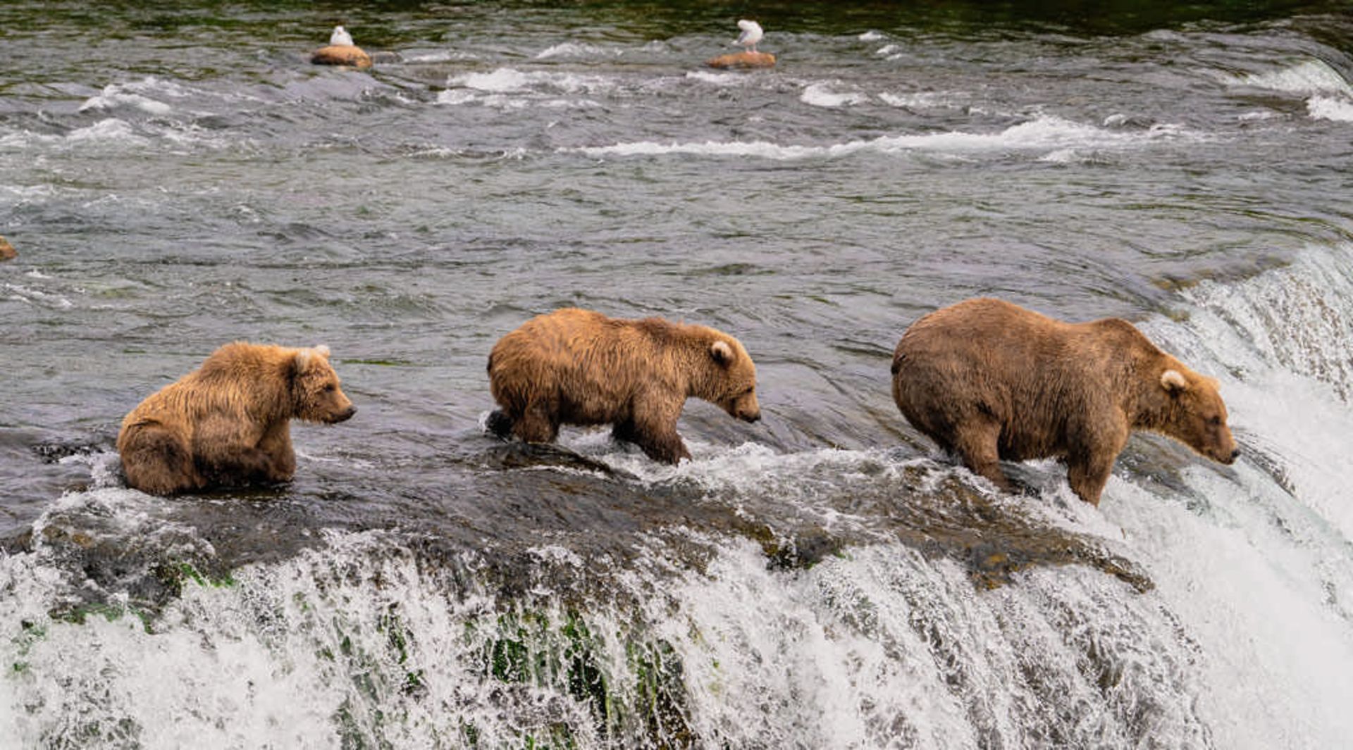 خرس‌های گریزلی 