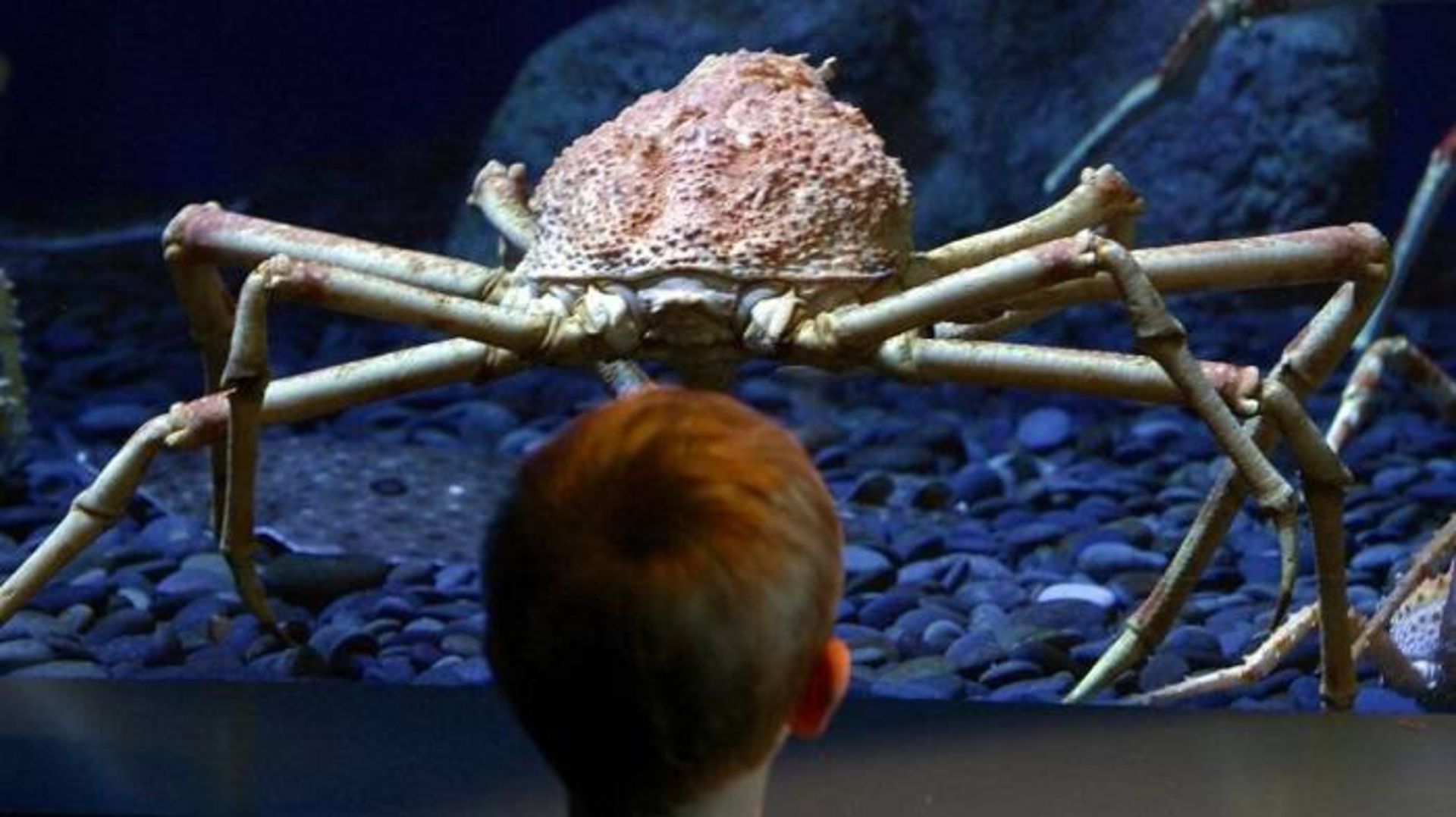 خرچنگ عنکبوتی در کالیفرنیا / spider crab