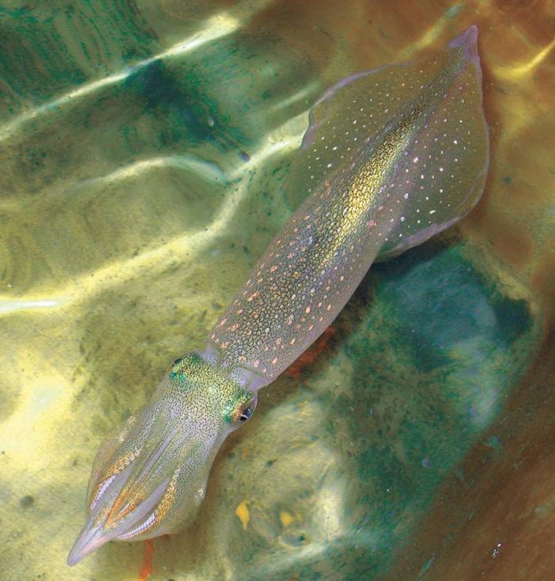 ماهی مرکب دراز باله / squid