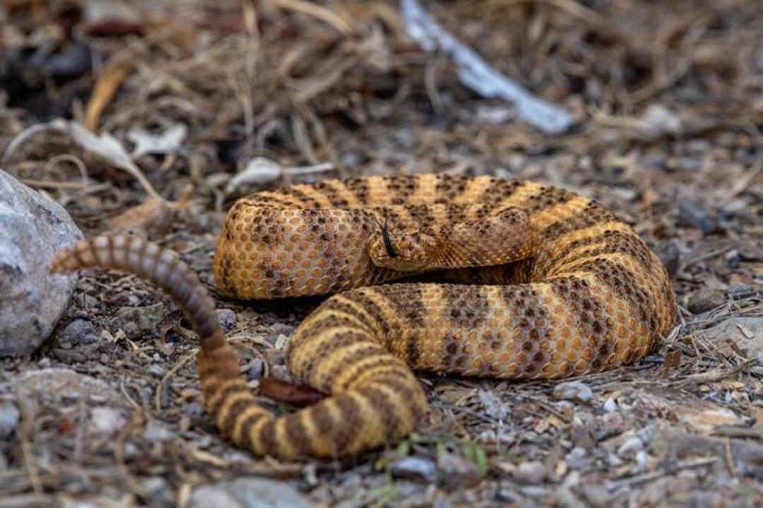 مار زنگی ببری / tiger rattlesnake
