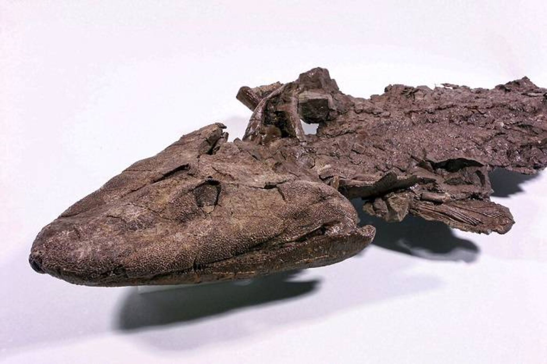 سر تیکتالیک / Tiktaalik