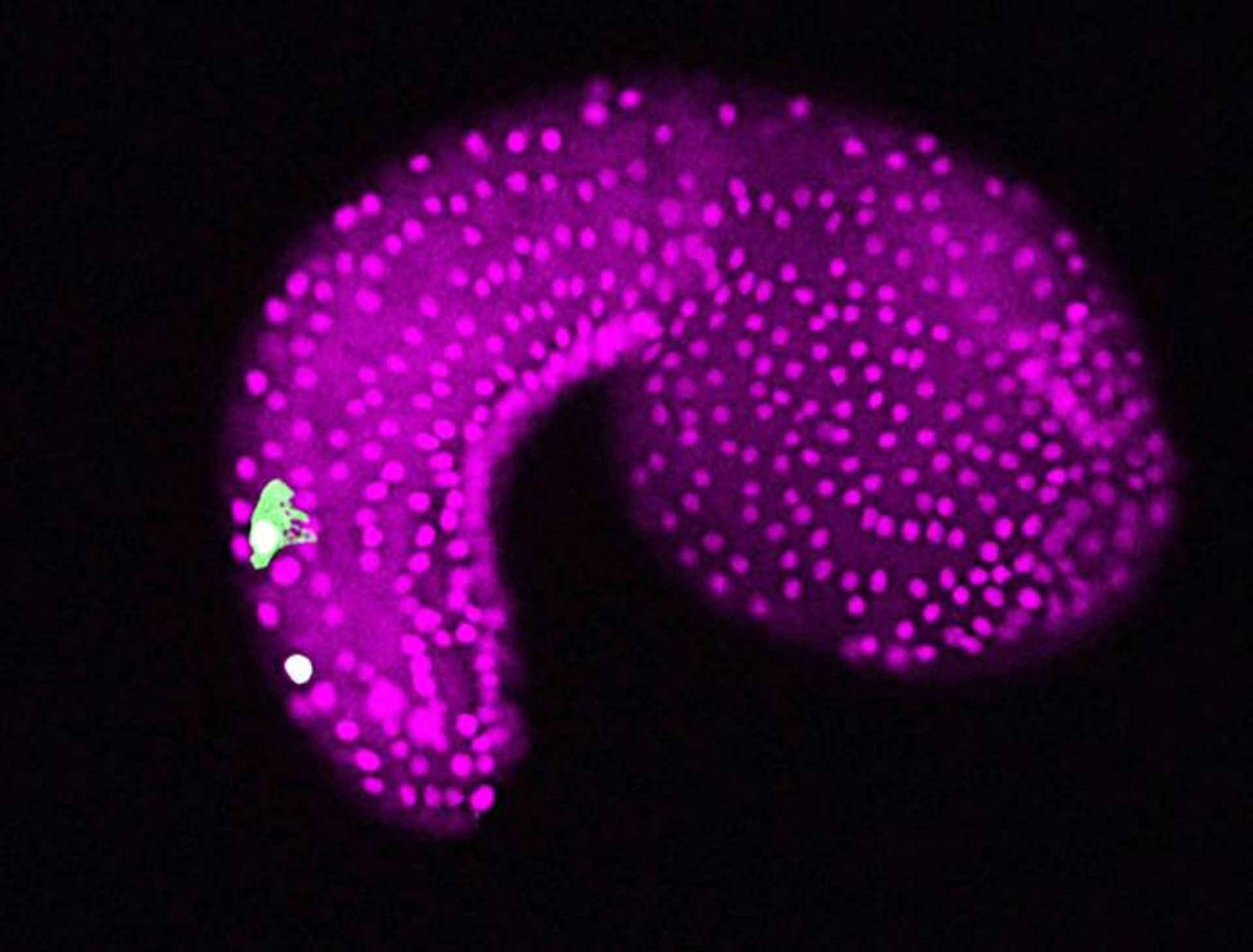 نورون های دو قطبی دم آب دزدک دریایی / Tunicate tadpole