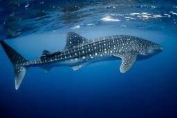 مرگ انبوه کوسه نهنگ‌ها؛ عامل نابودی بزرگ‌ترین ماهی جهان چیست؟