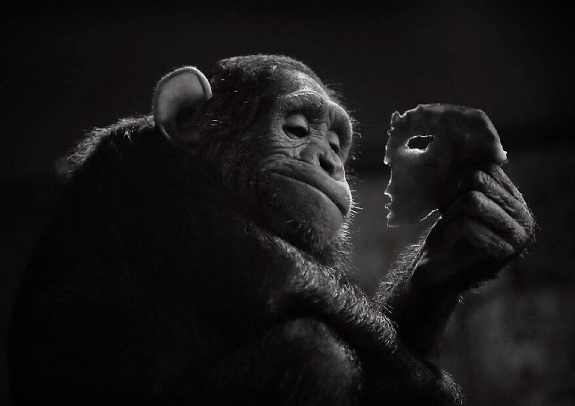 عکاسی خیابانی از حیوانات