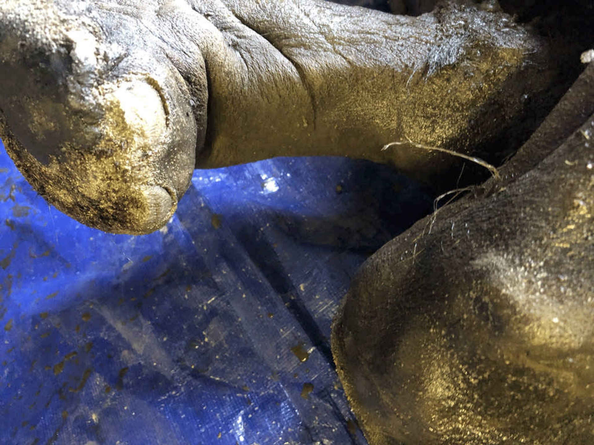 دست‌نخوردگی نون چو گا به حدی است که روده و ناخن‌هایش کاملا سالم ماندند.