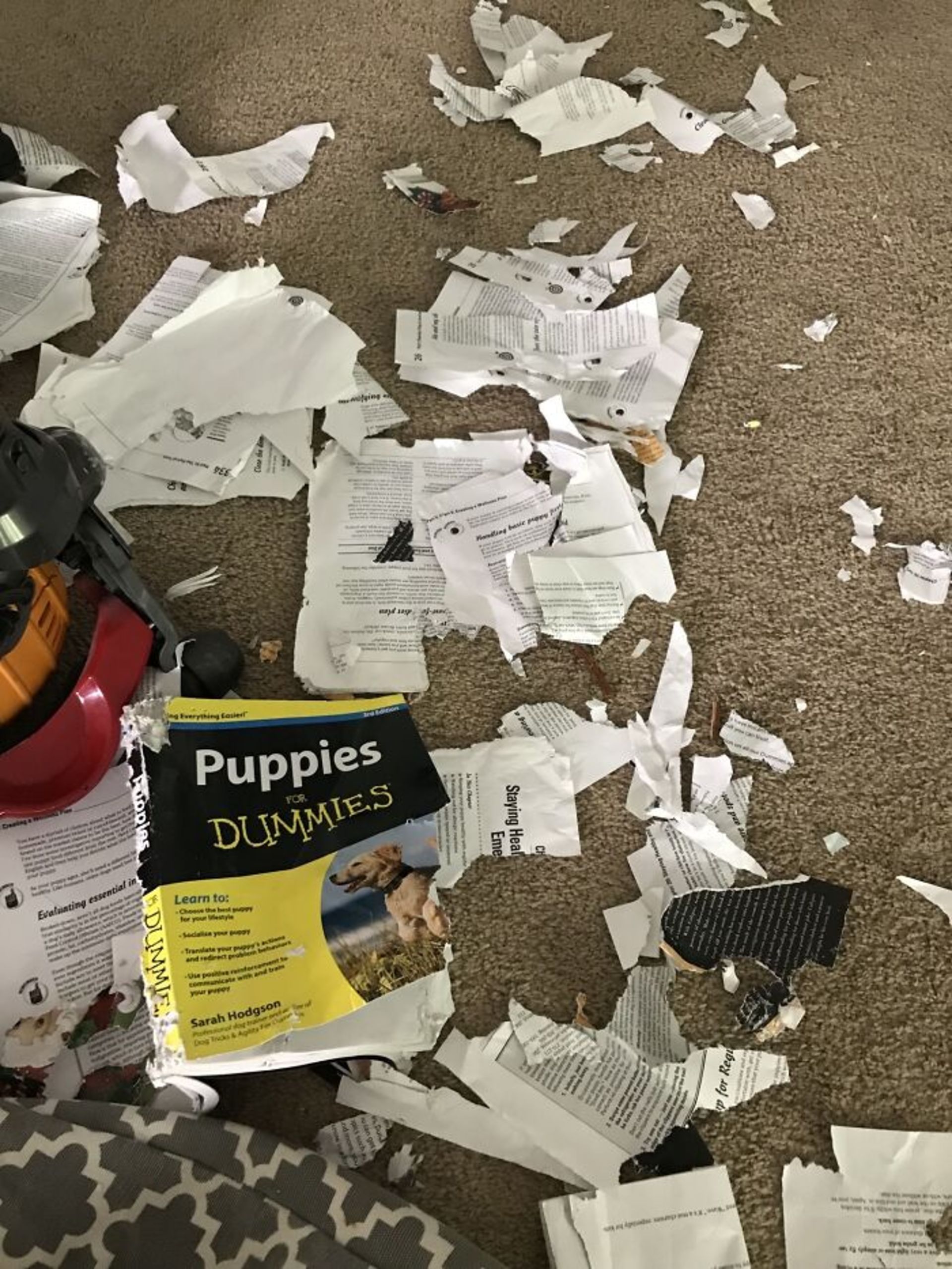 کتابی پاره شده-سگ