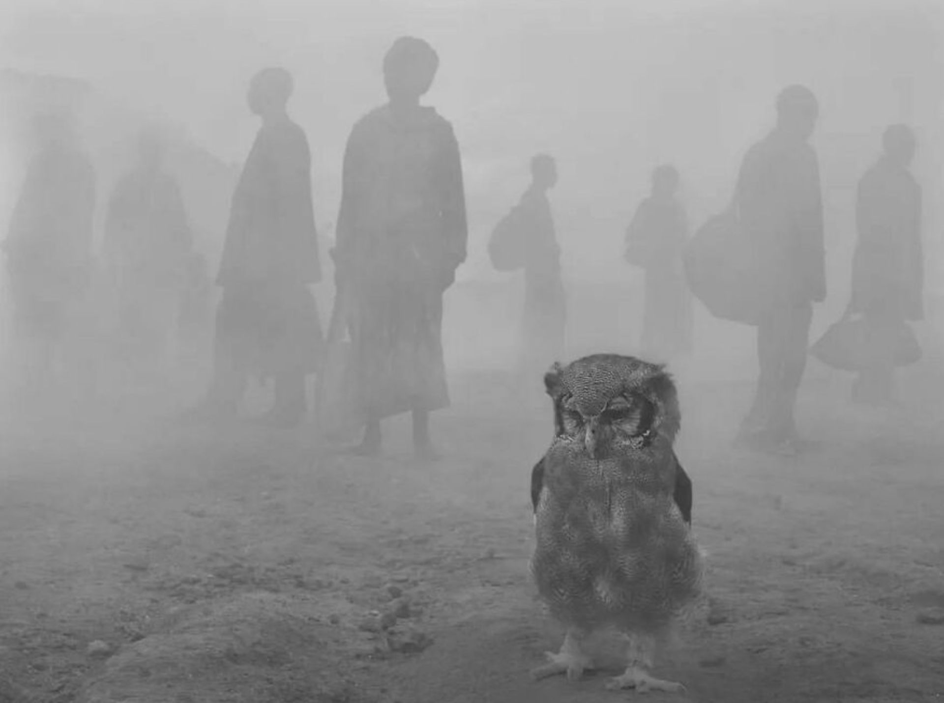 عکاسی خیابانی از حیوانات