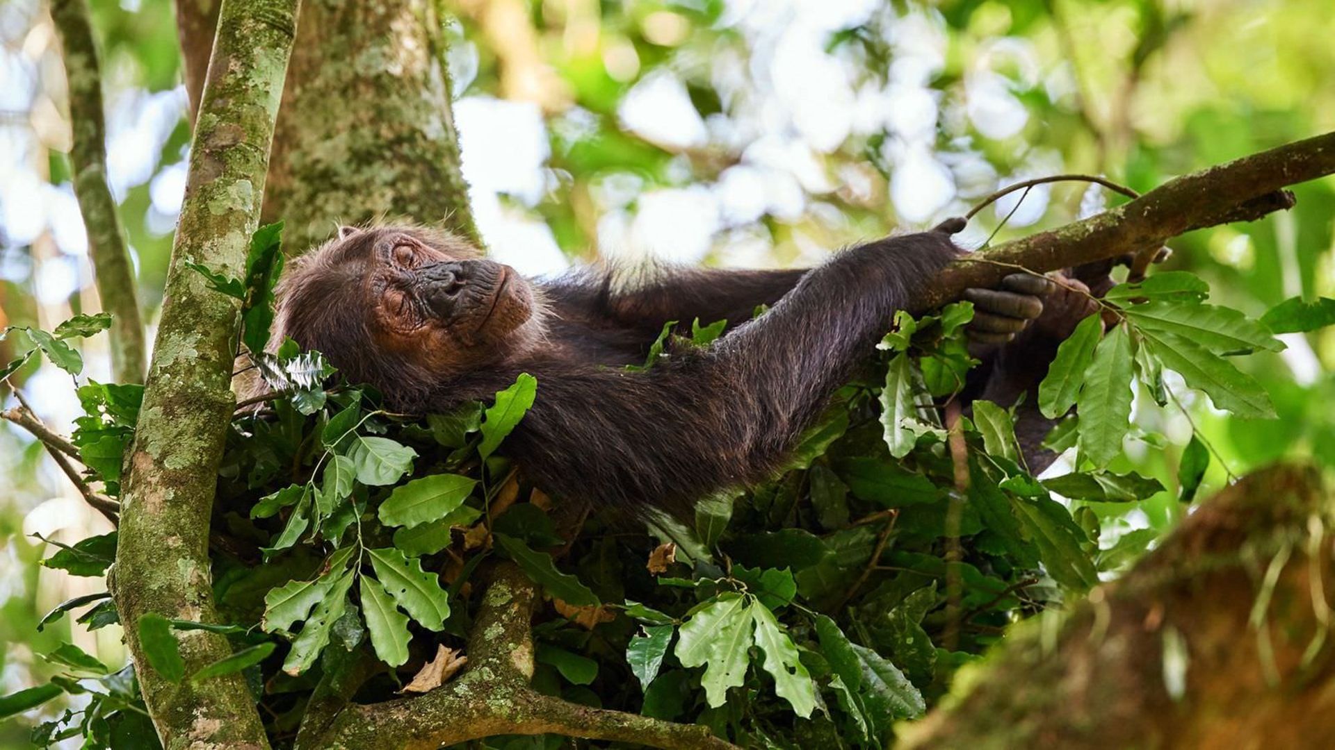خوابیدن شامپانزه روی درخت