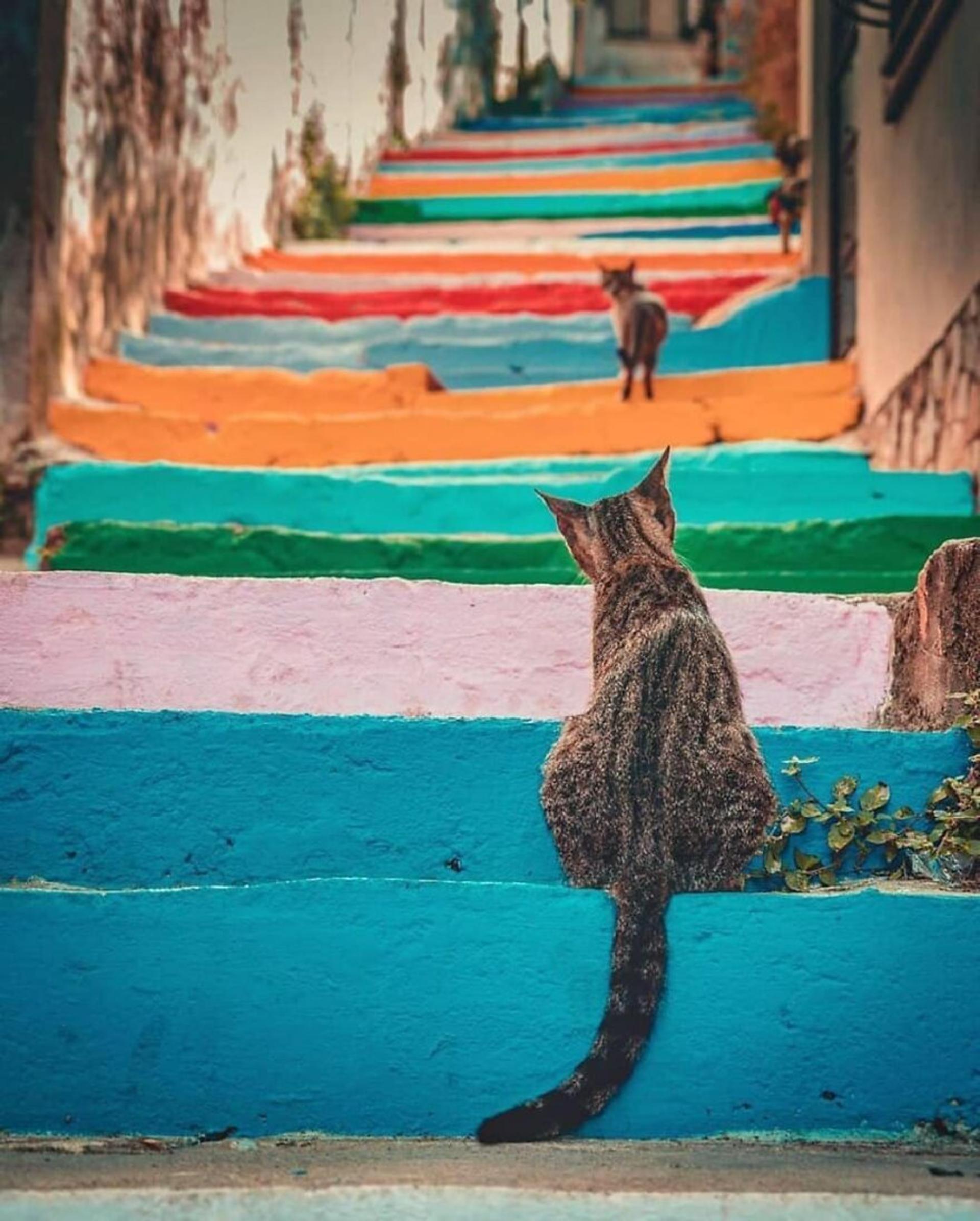 عکاسی خیابانی از حیوانات