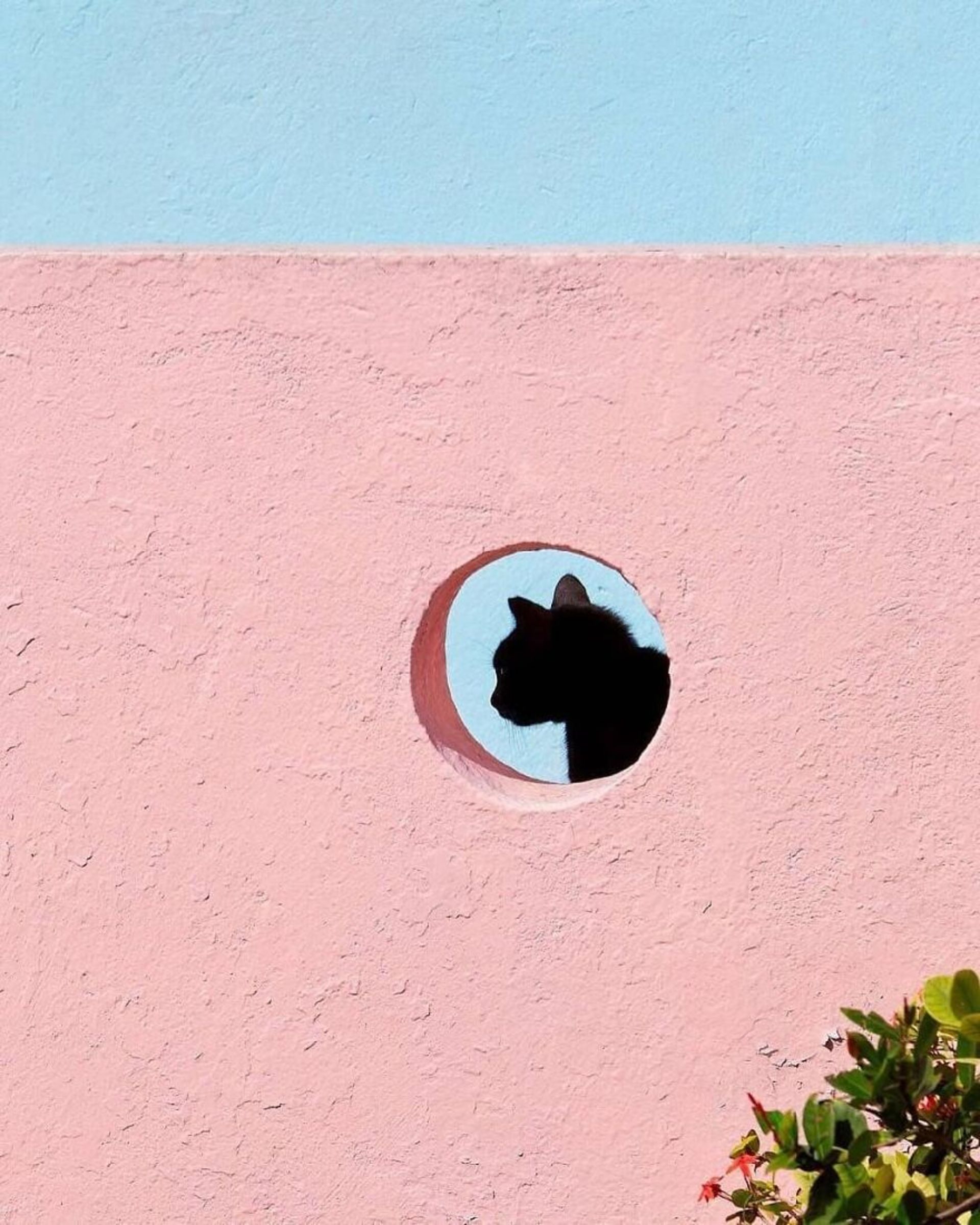 عکاسی خیابانی از حیوانات