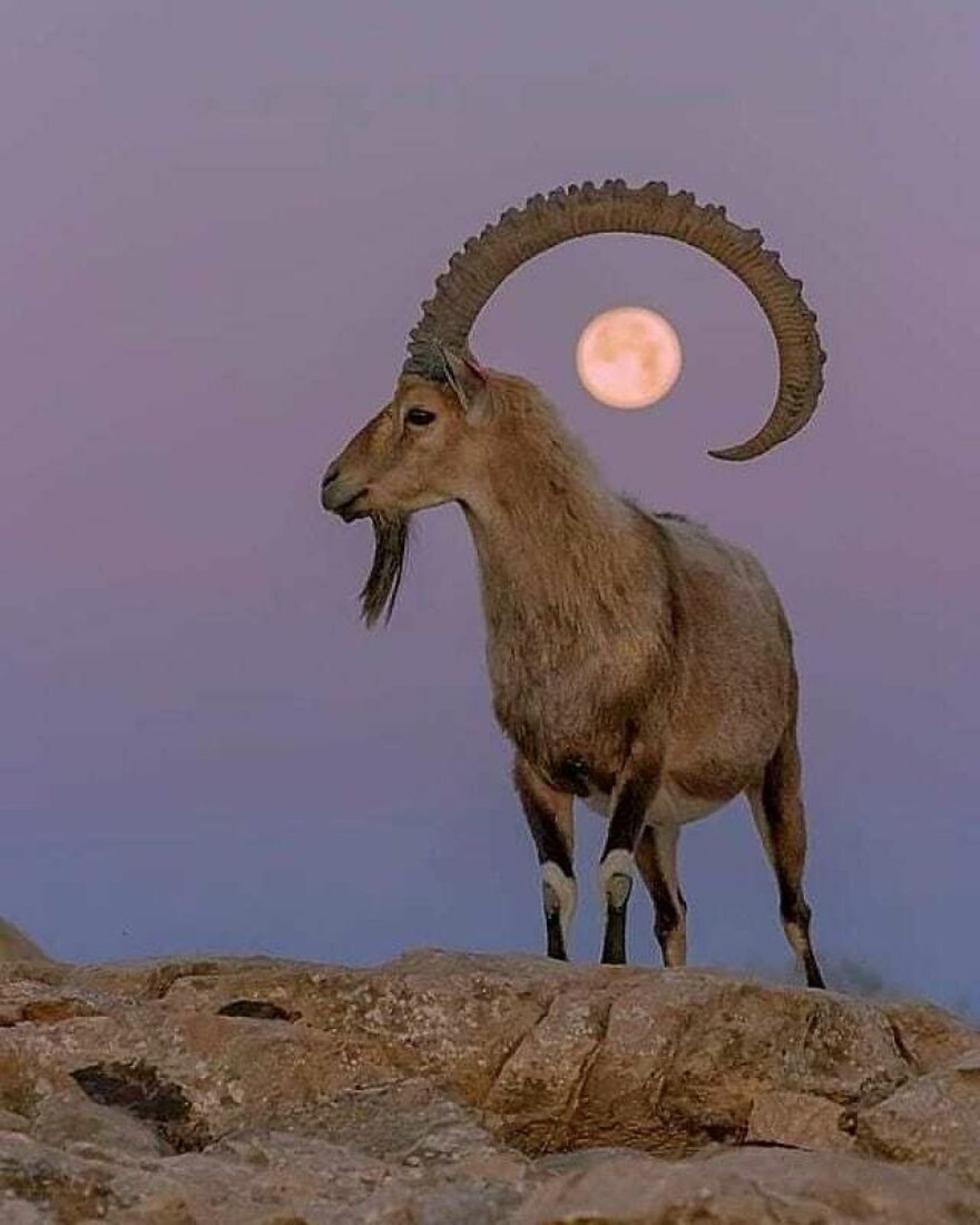 عکاسی خیابانی از حیوانات