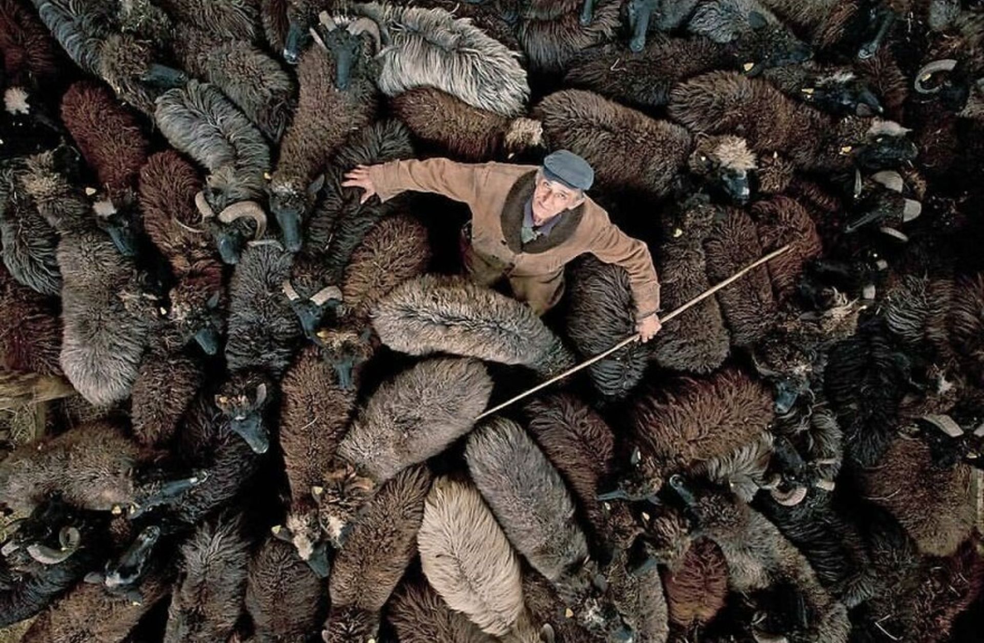 عکاسی خیابانی از حیوانات