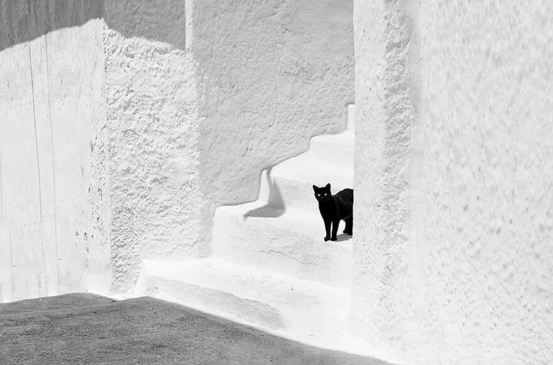 عکاسی خیابانی از حیوانات