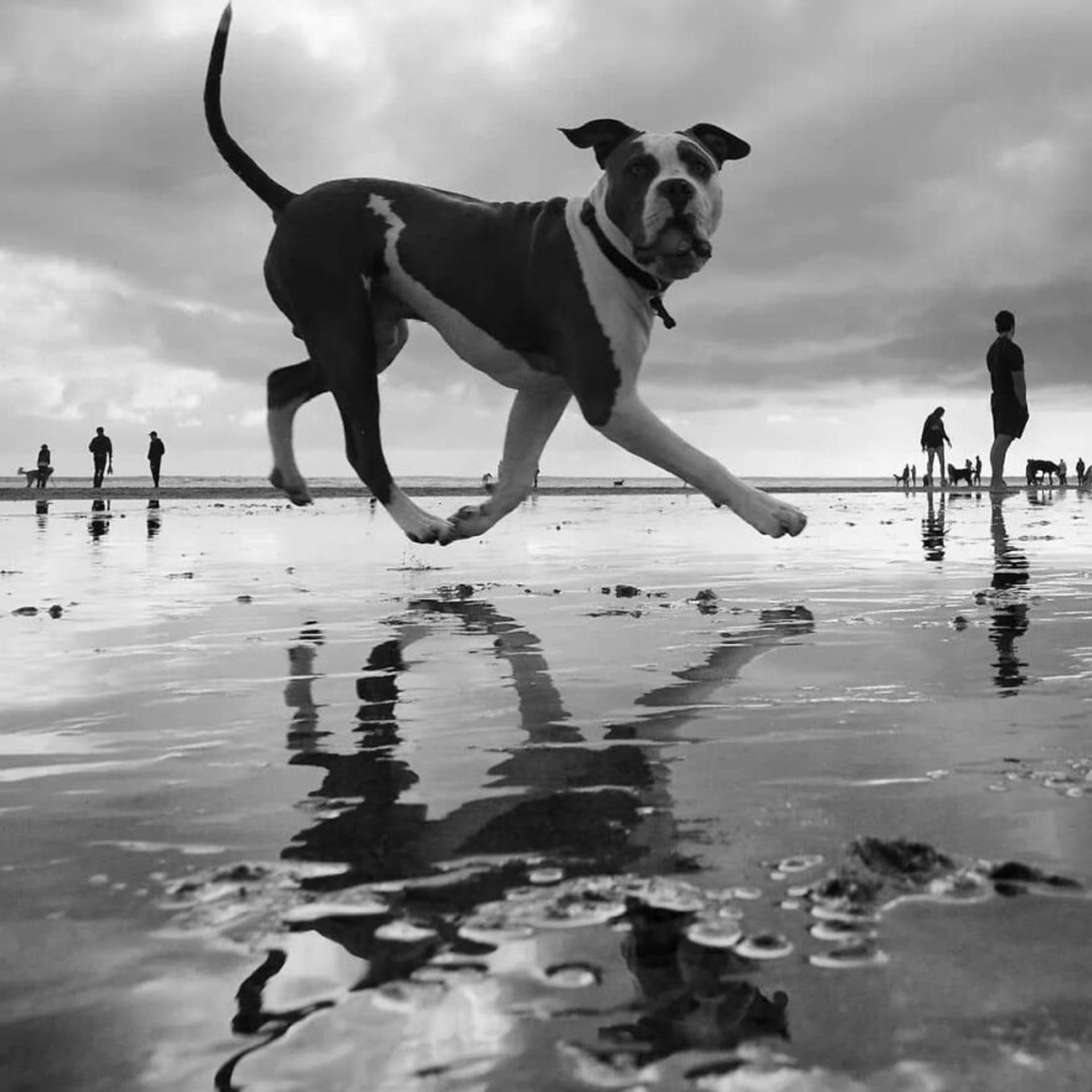 عکاسی خیابانی از حیوانات