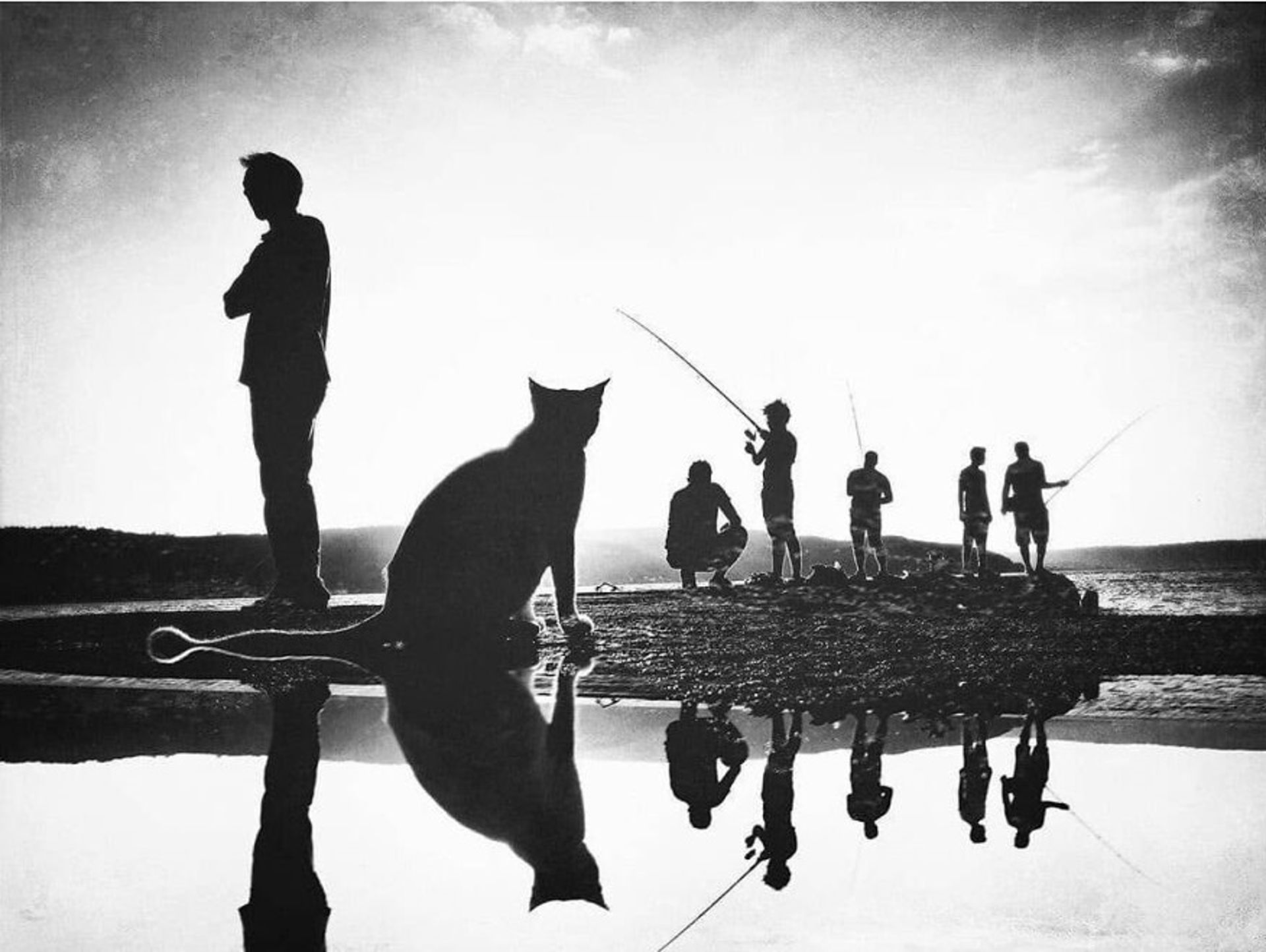 عکاسی خیابانی از حیوانات