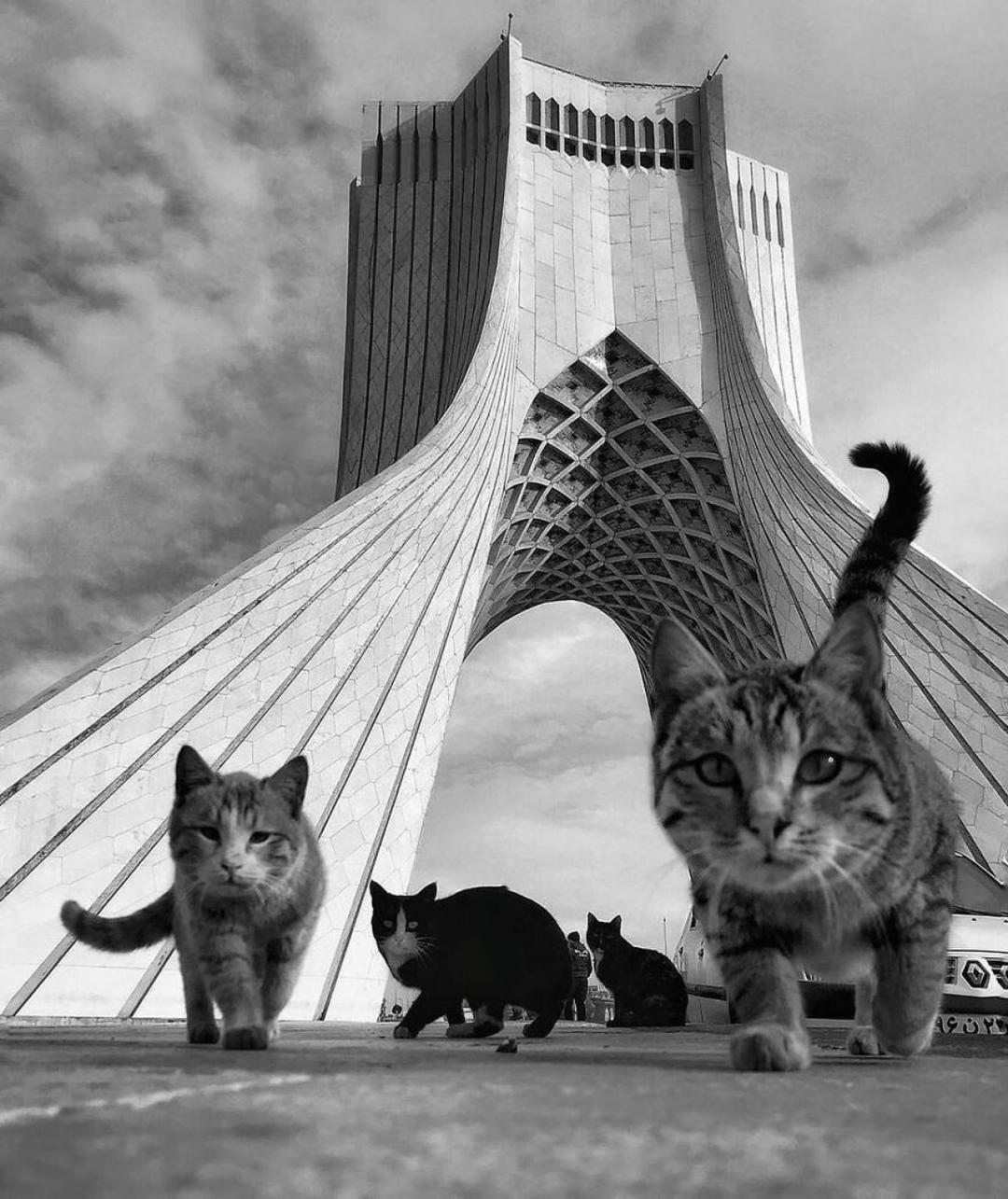 عکاسی خیابانی از حیوانات