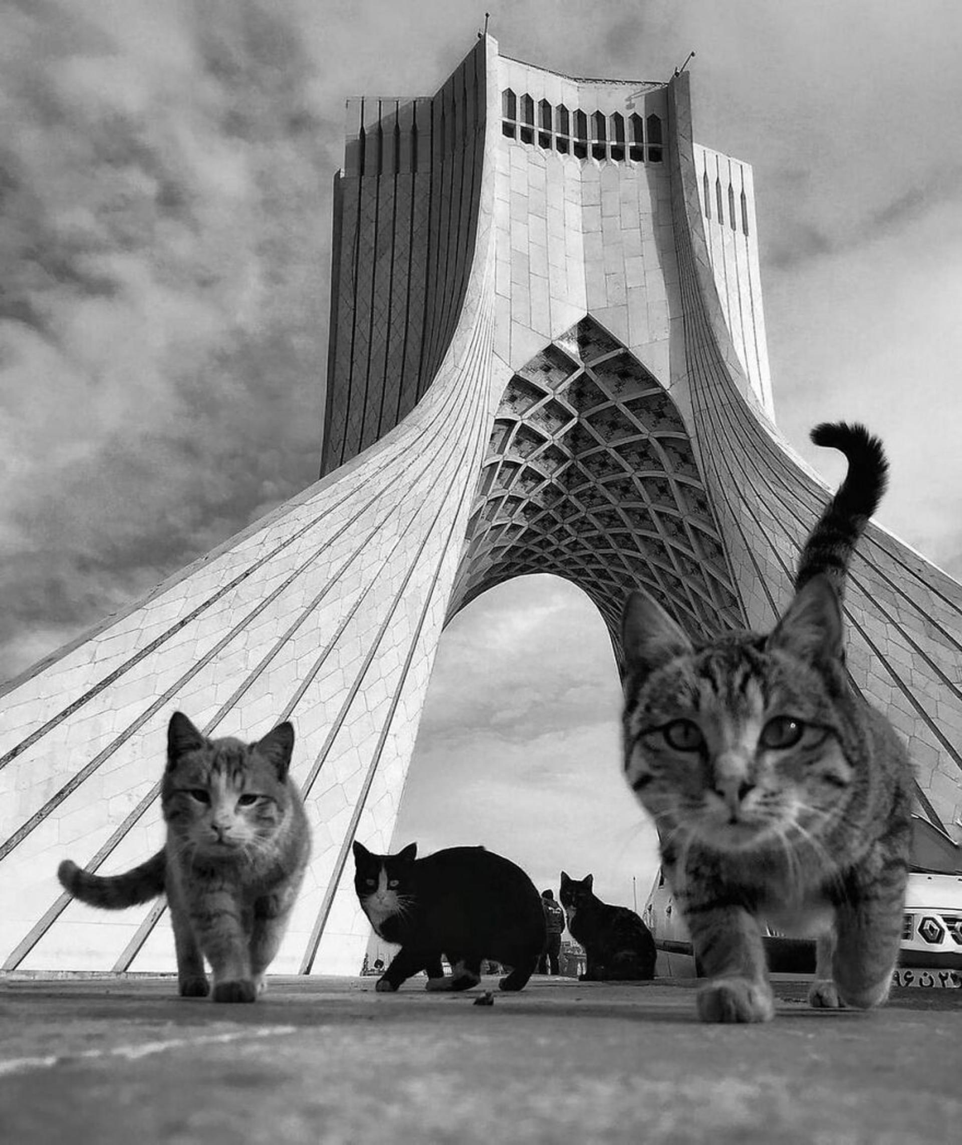 عکاسی خیابانی از حیوانات