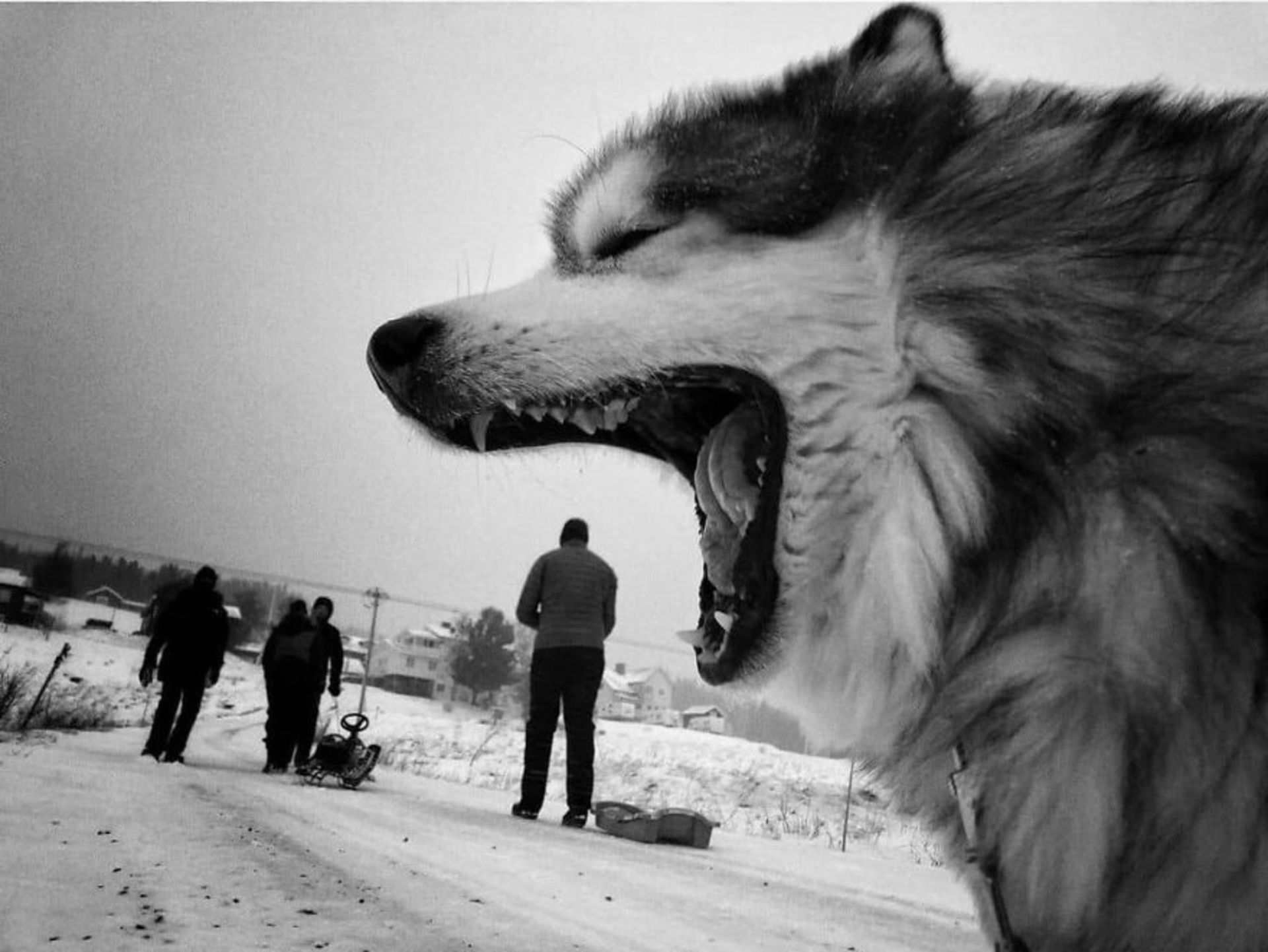 عکاسی خیابانی از حیوانات