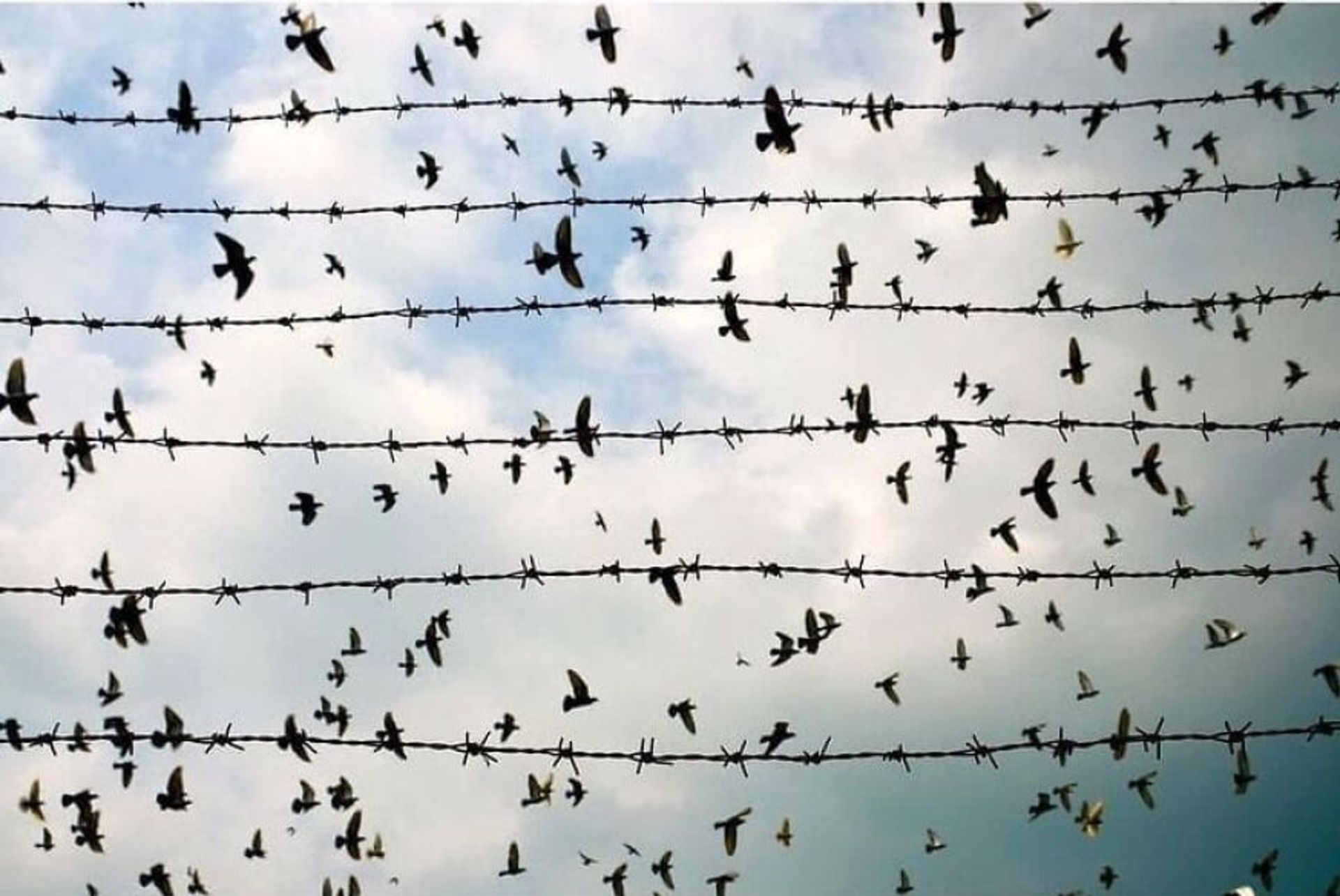 عکاسی خیابانی از حیوانات