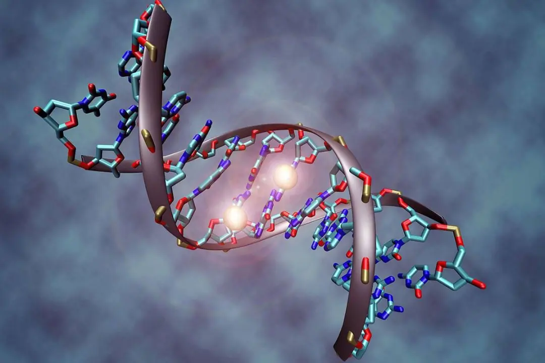 دی ان ای / DNA