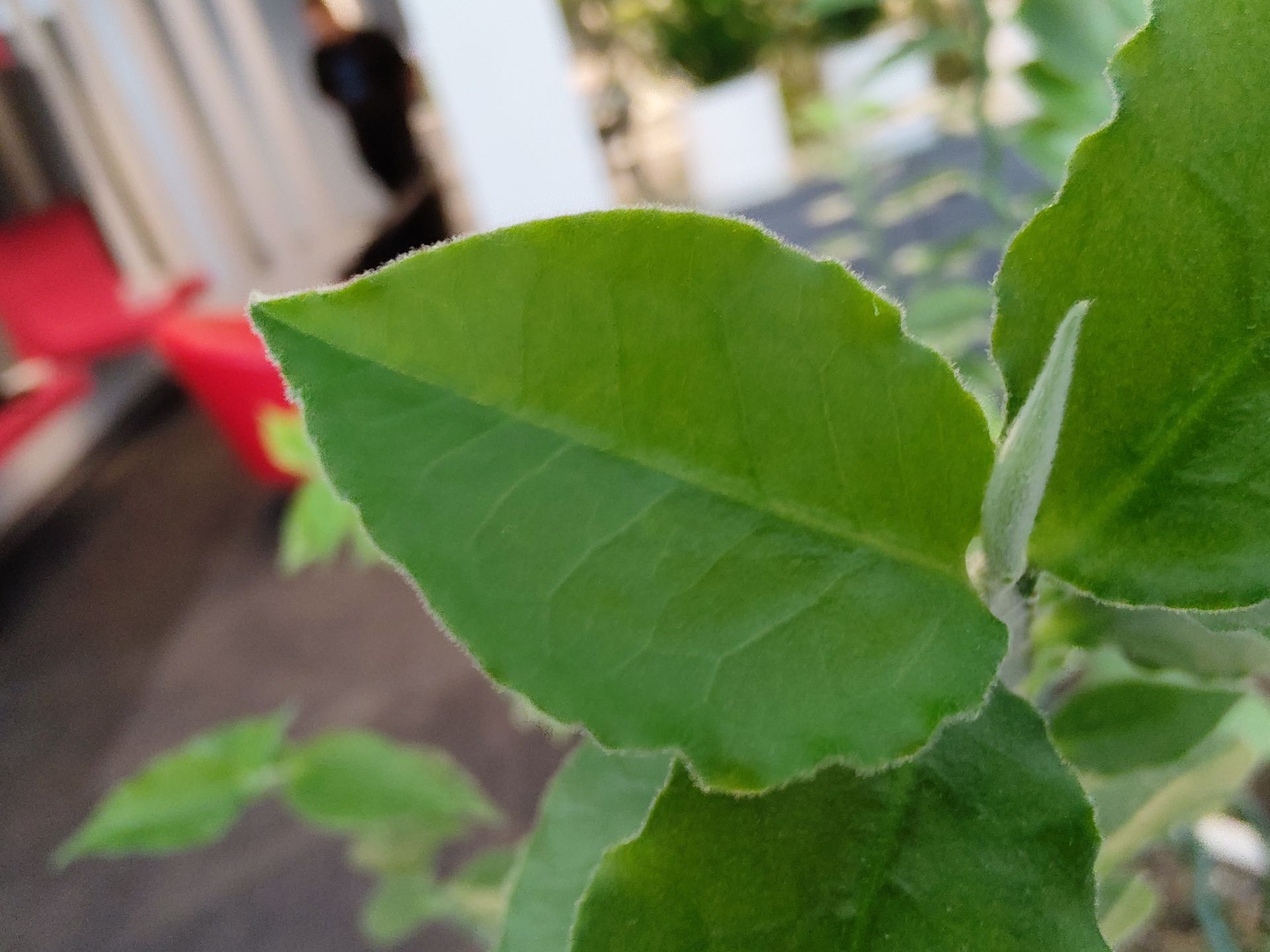 عکس ماکر اج ۲۰ پرو ۱