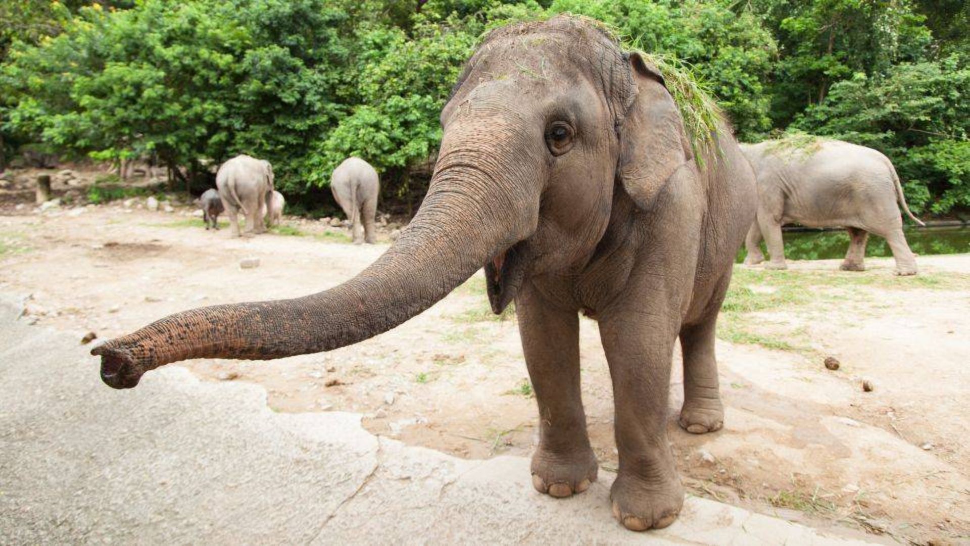 فیل / elephant