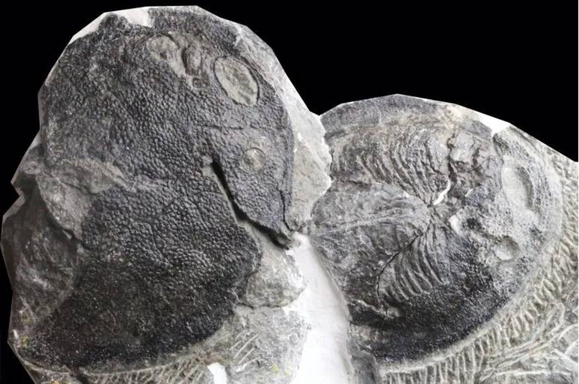 فسیل / fossil