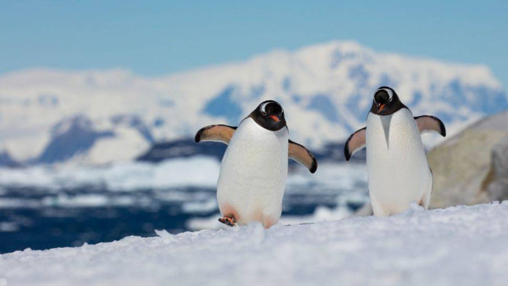 پنگوئن جنتو / Gentoo penguins 