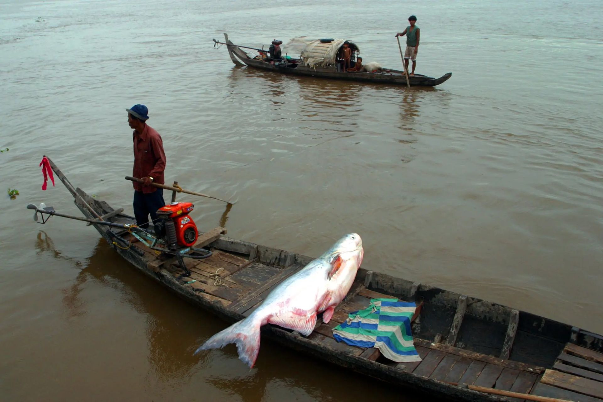 گربه ماهی غول‌پیکر صیدشده