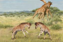 فسیل اجداد ماقبل تاریخ زرافه می‌تواند راز تکامل گردن دراز این حیوان را آشکار کند