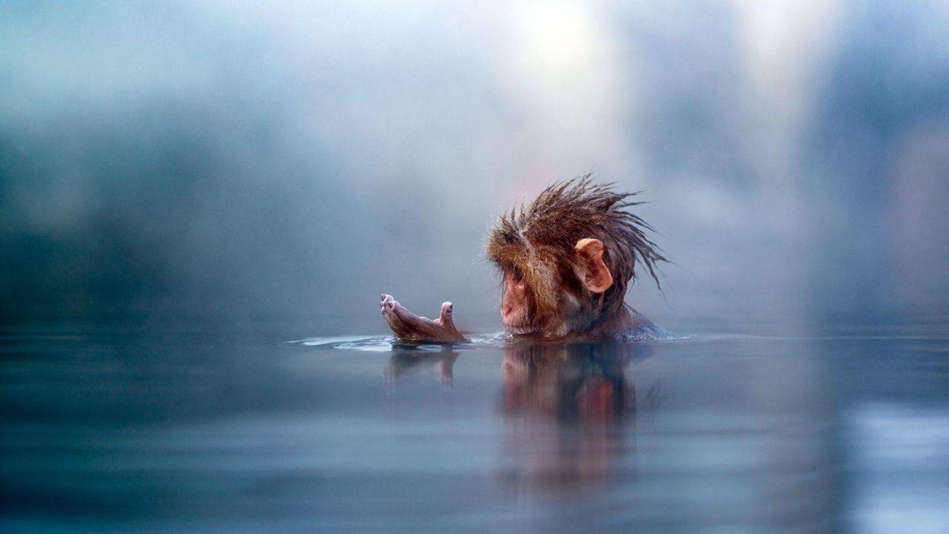 ماکاک ژاپنی / Japanese macaque monkey