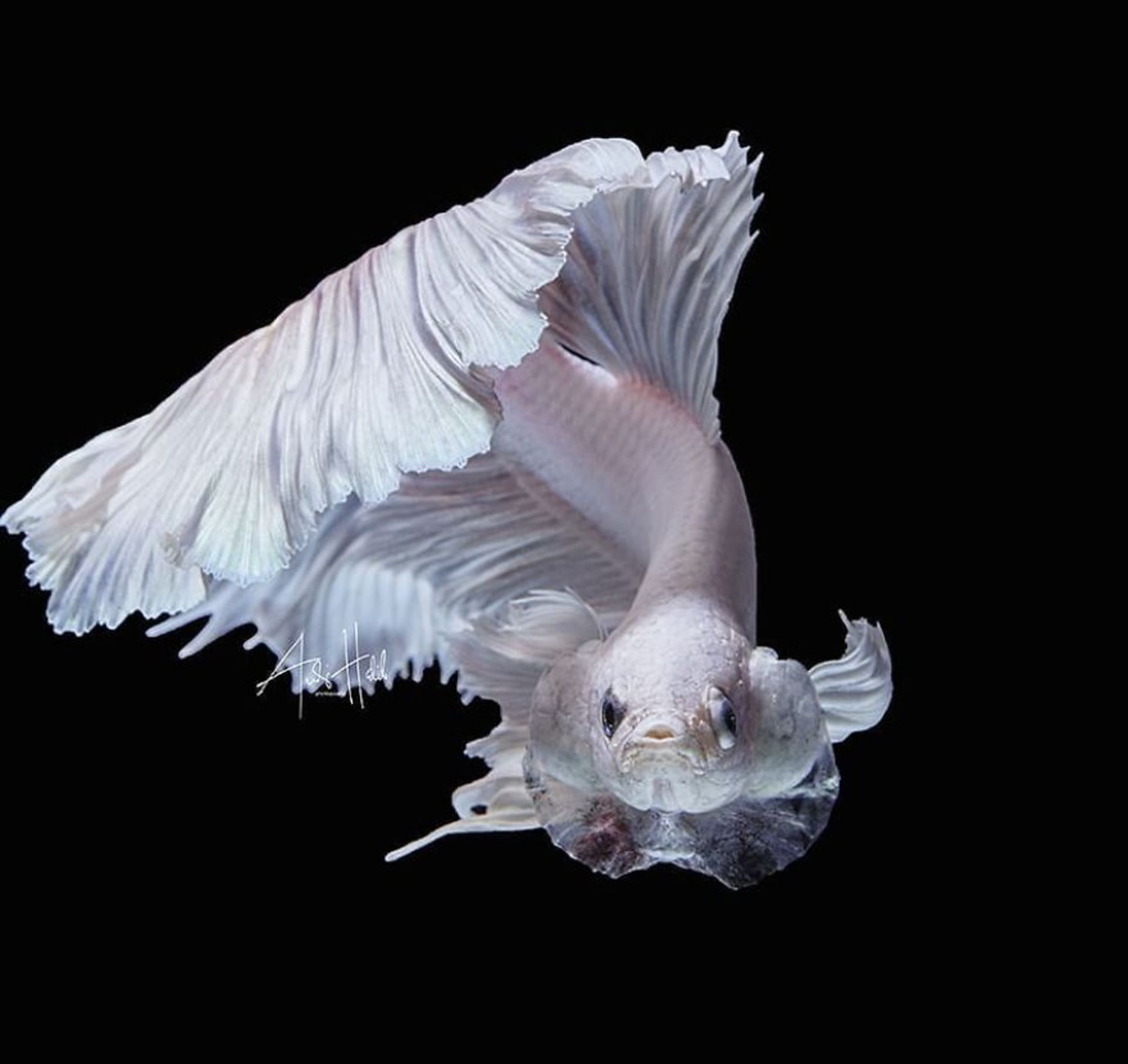 ماهی بتا-ماهی فایتر