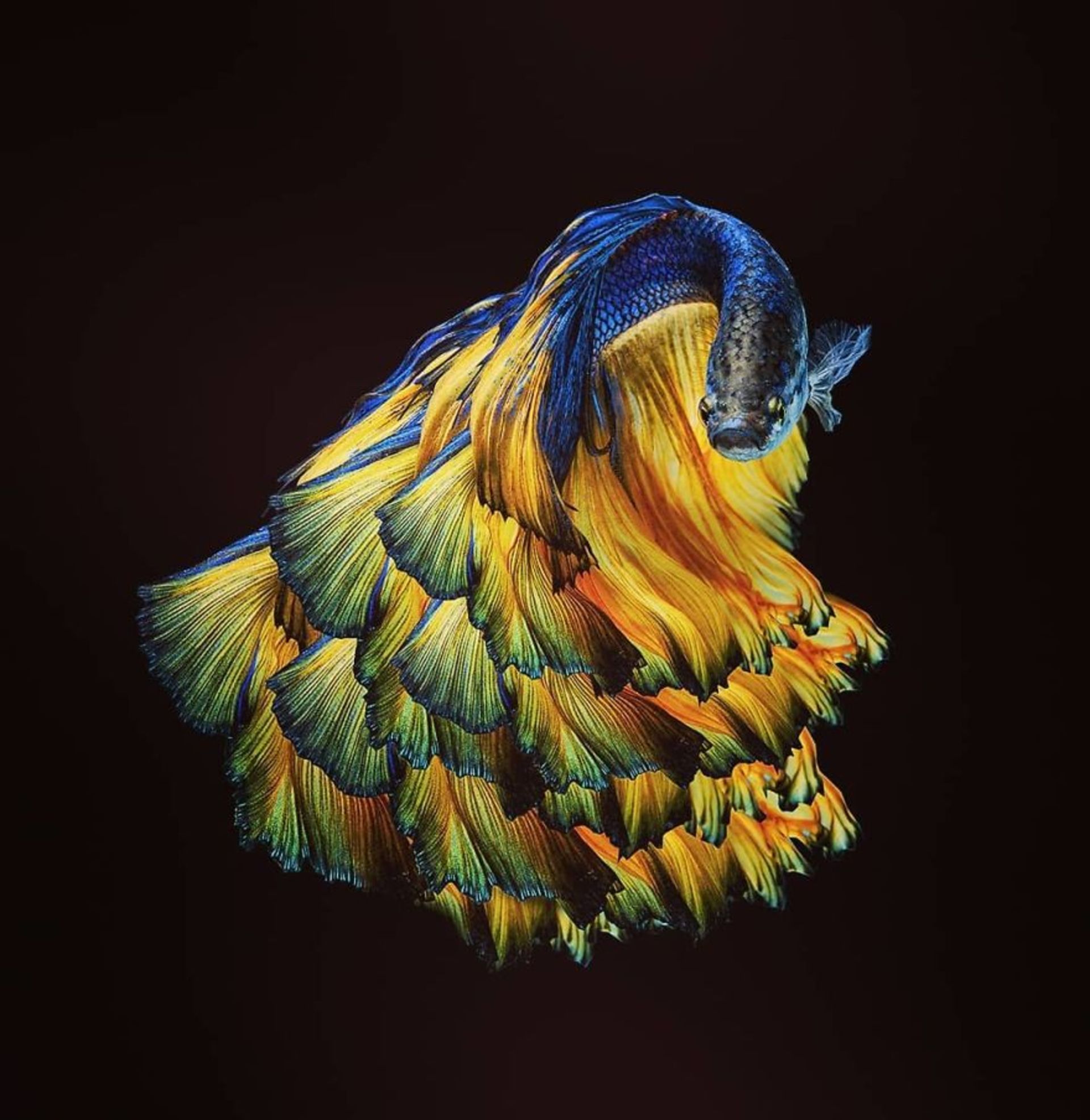 ماهی بتا-ماهی فایتر